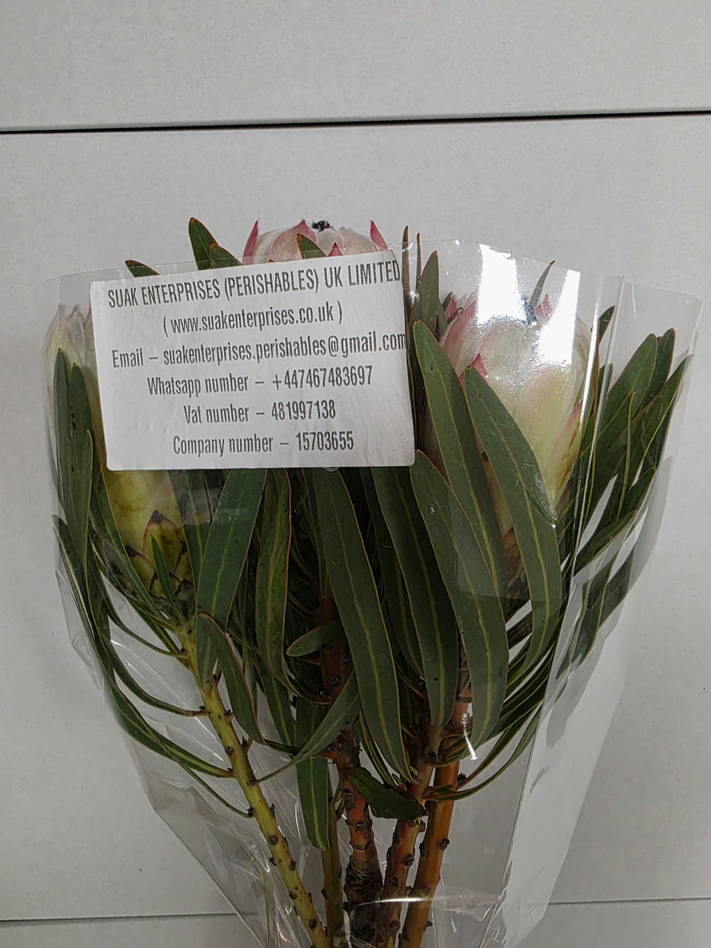 Farm Fresh Protrea White Night (Bunch of 10 stems, Length 50cm)