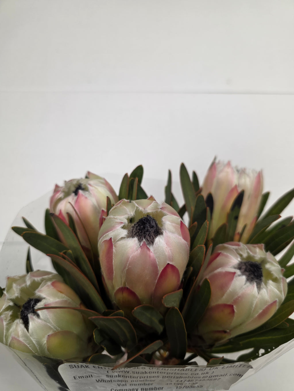 Farm Fresh Protrea White Night (Bunch of 10 stems, Length 50cm)