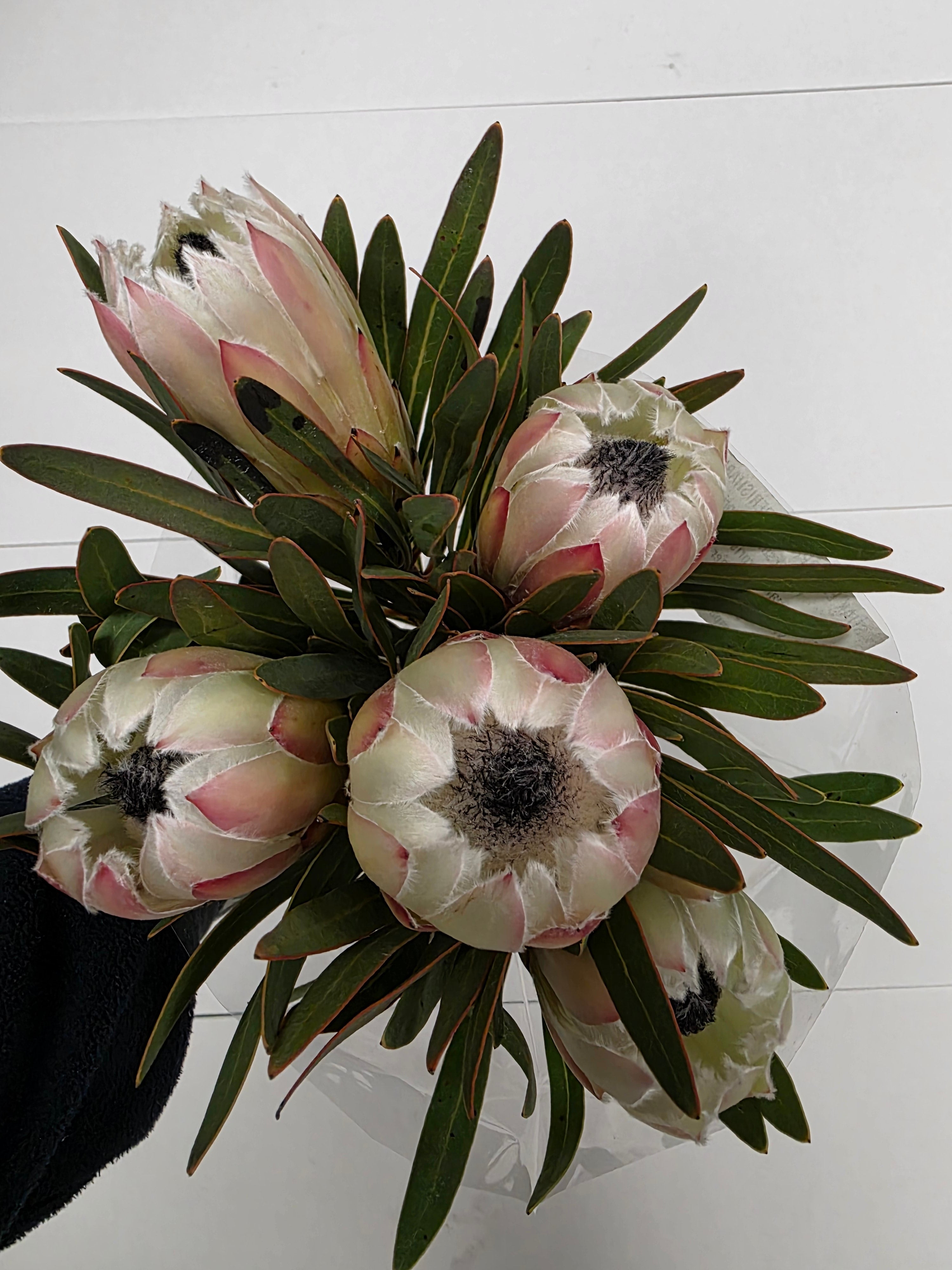 Farm Fresh Protrea White Night (Bunch of 10 stems, Length 50cm)