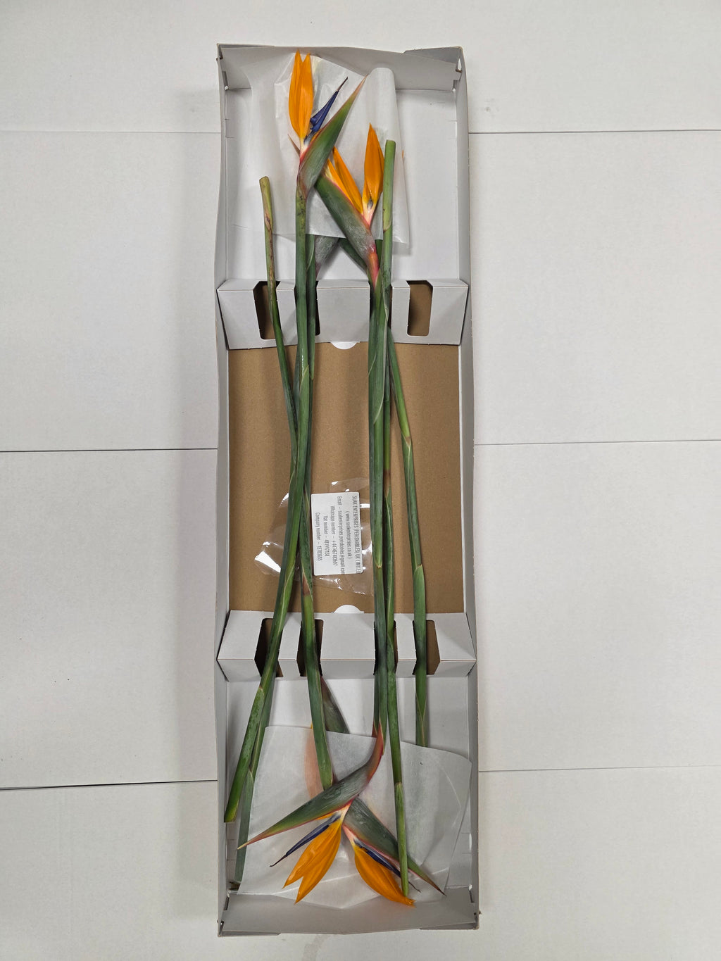 Farm Fresh Strelitzia (Bunch of 8 stems, Length 80cm)
