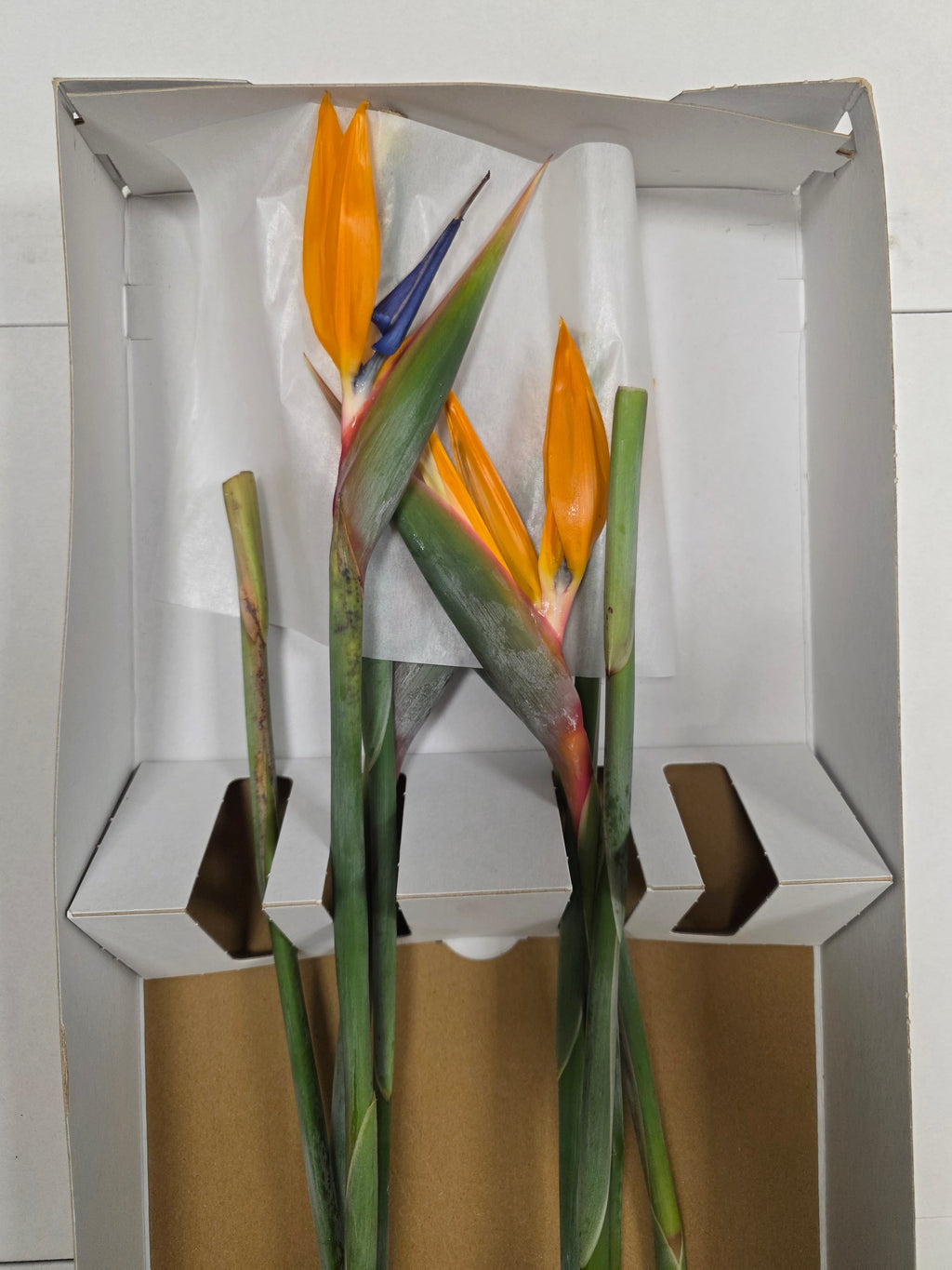 Farm Fresh Strelitzia (Bunch of 8 stems, Length 80cm)