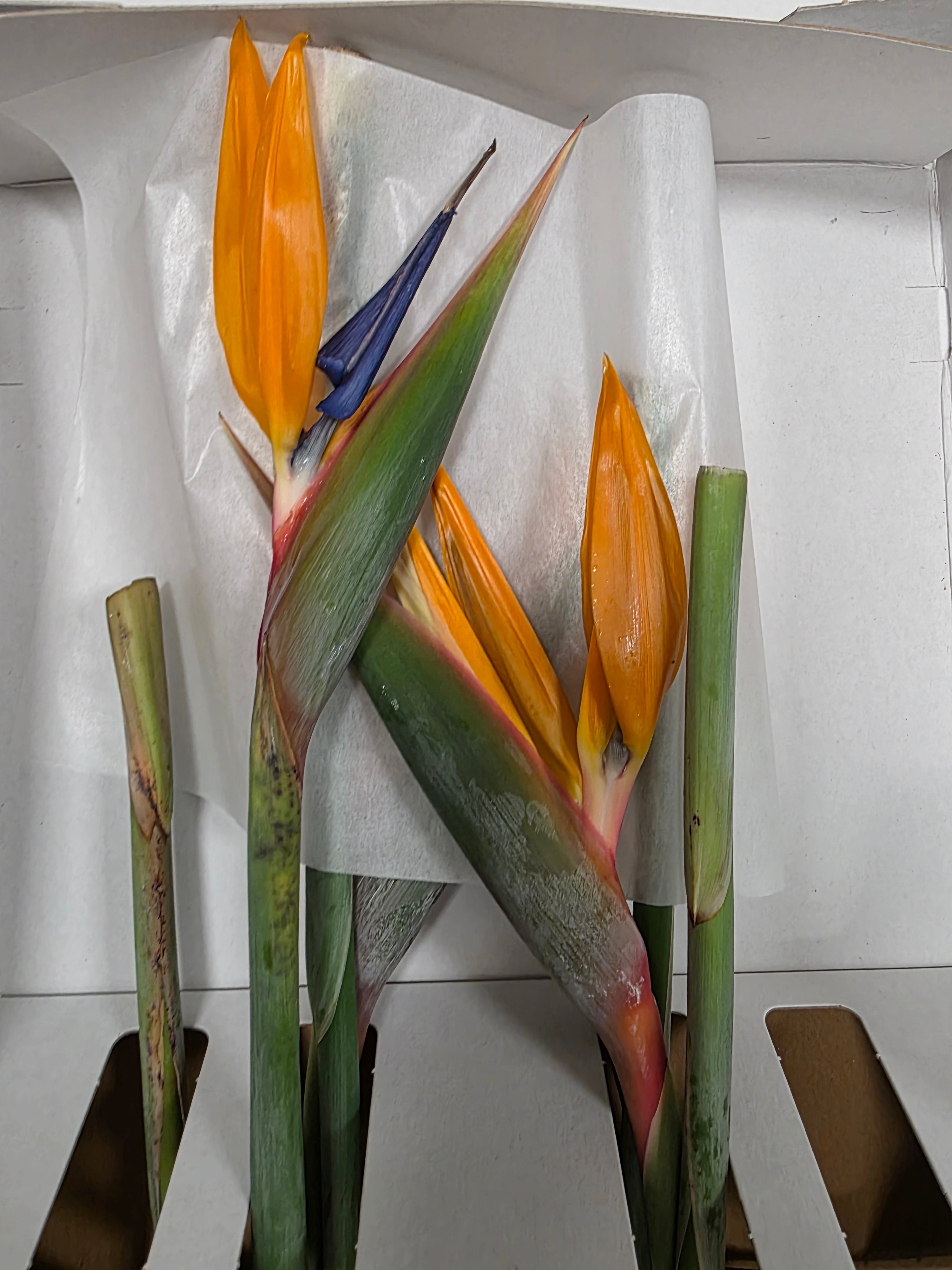 Farm Fresh Strelitzia (Bunch of 8 stems, Length 80cm)