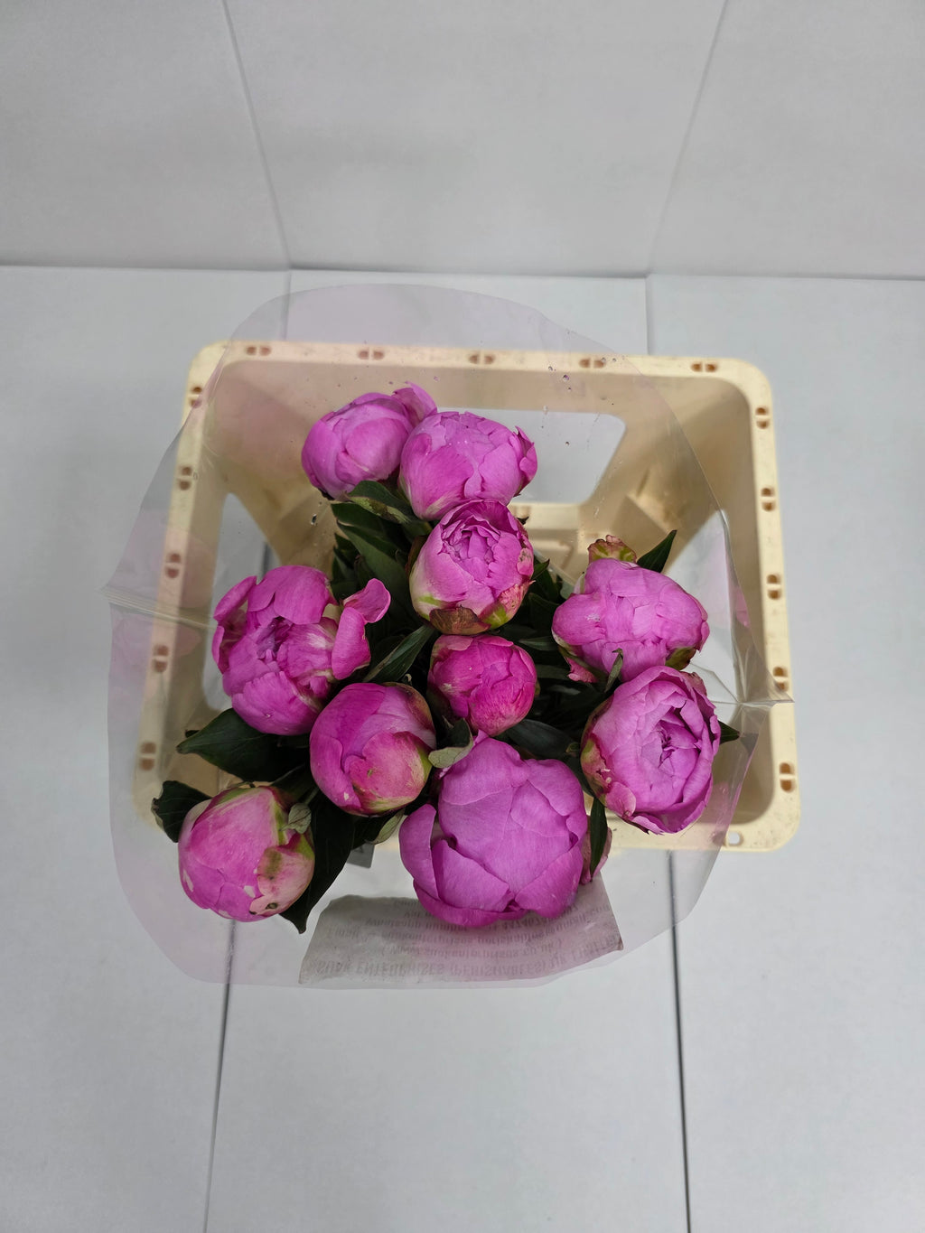 Farm Fresh Paeonia Dr A Fleming (Bunch of 10stems, Length 55cm)