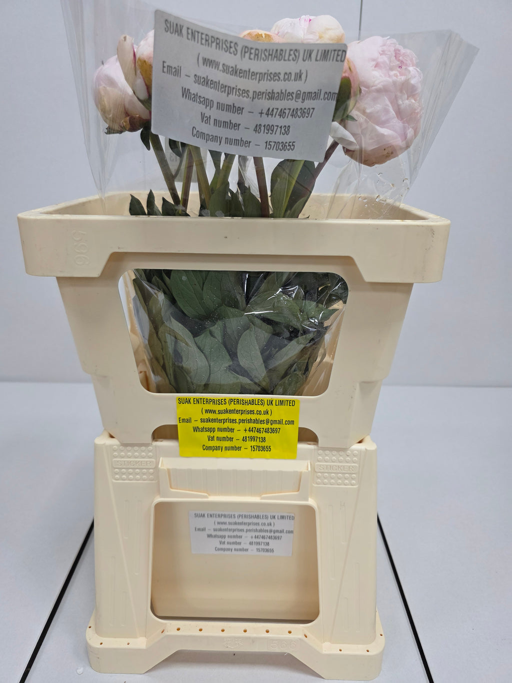 Farm Fresh Paeonia Odile(Bunch of 10stems, Length 55cm)