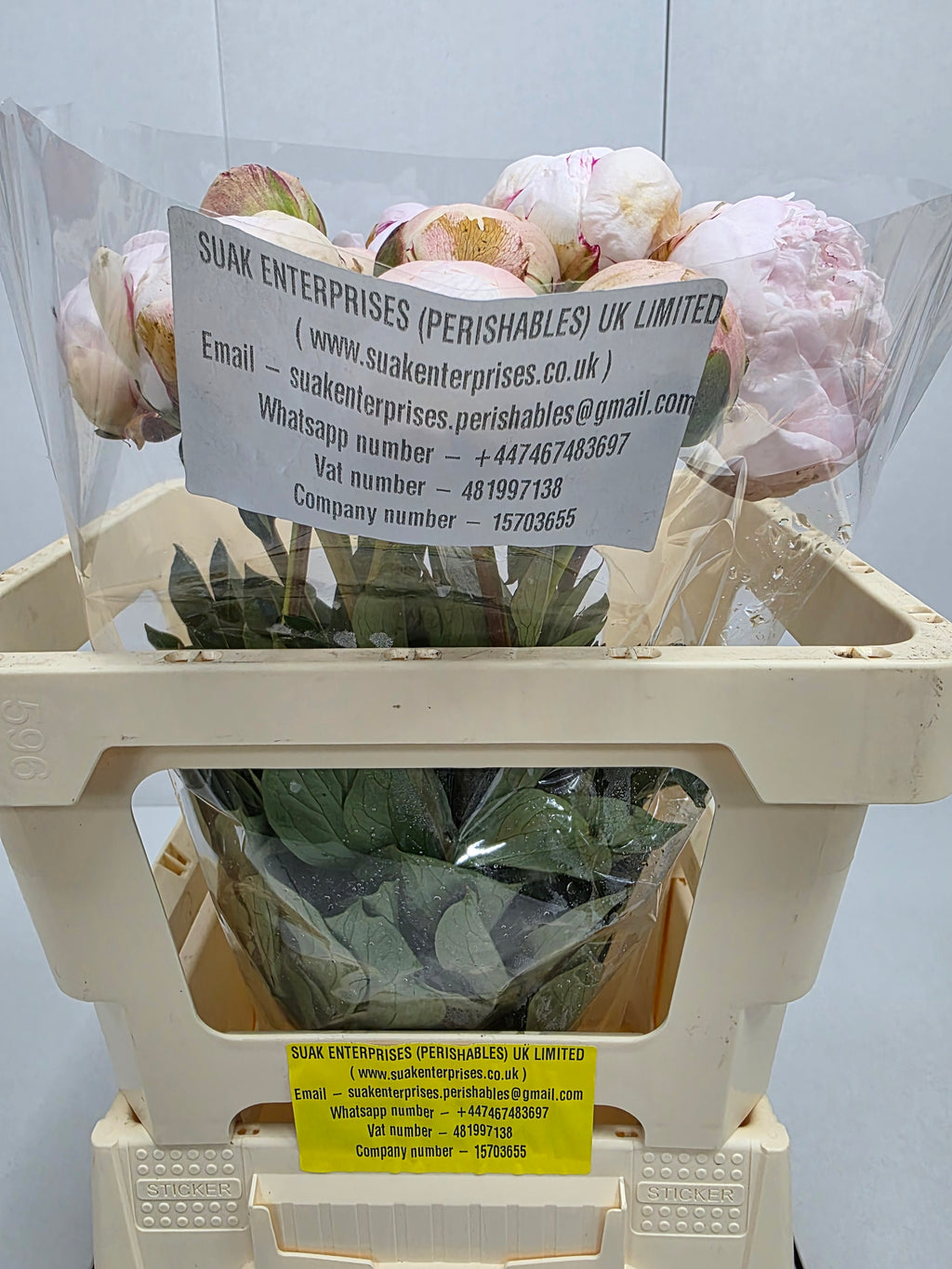 Farm Fresh Paeonia Odile(Bunch of 10stems, Length 55cm)