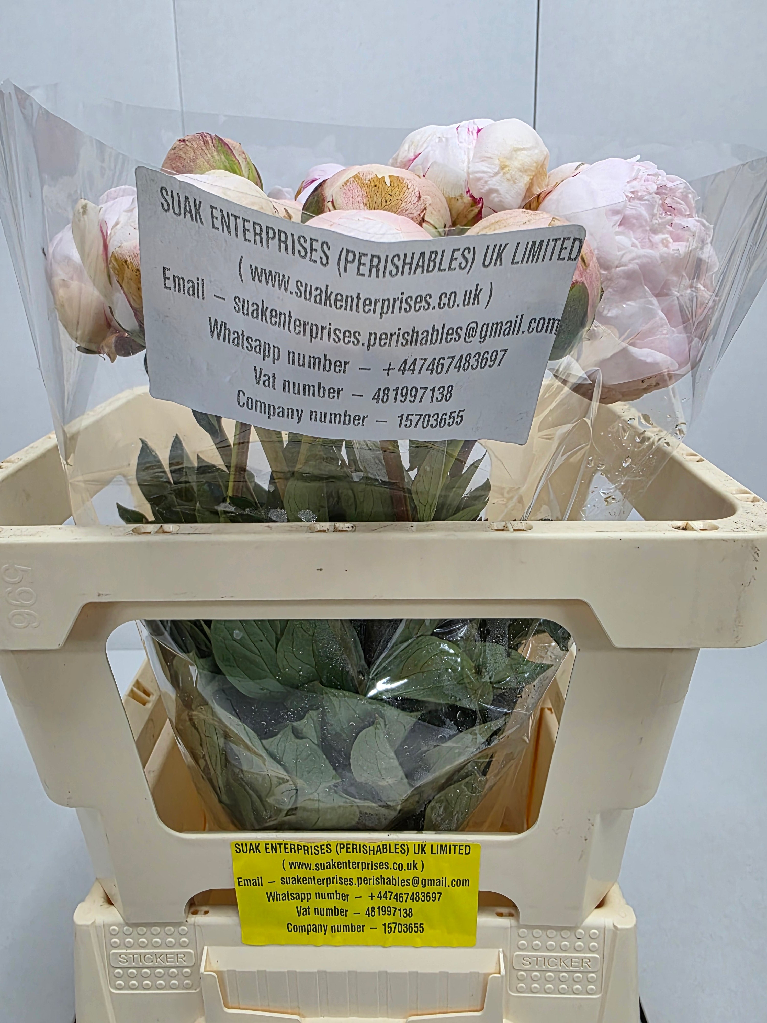 Farm Fresh Paeonia Odile(Bunch of 10stems, Length 55cm)