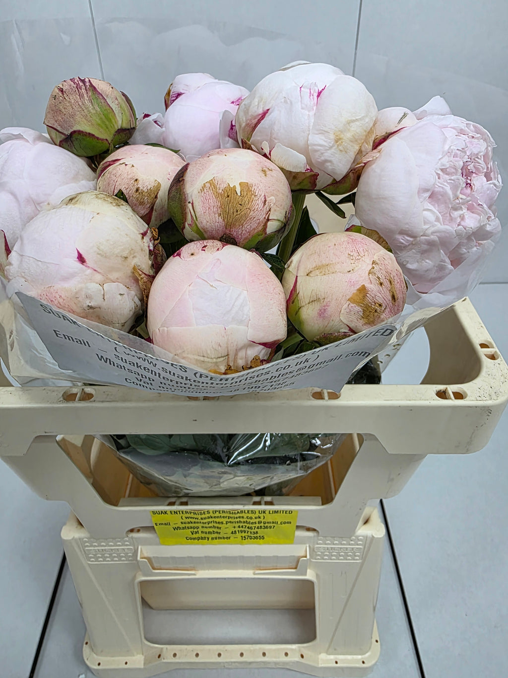 Farm Fresh Paeonia Odile(Bunch of 10stems, Length 55cm)