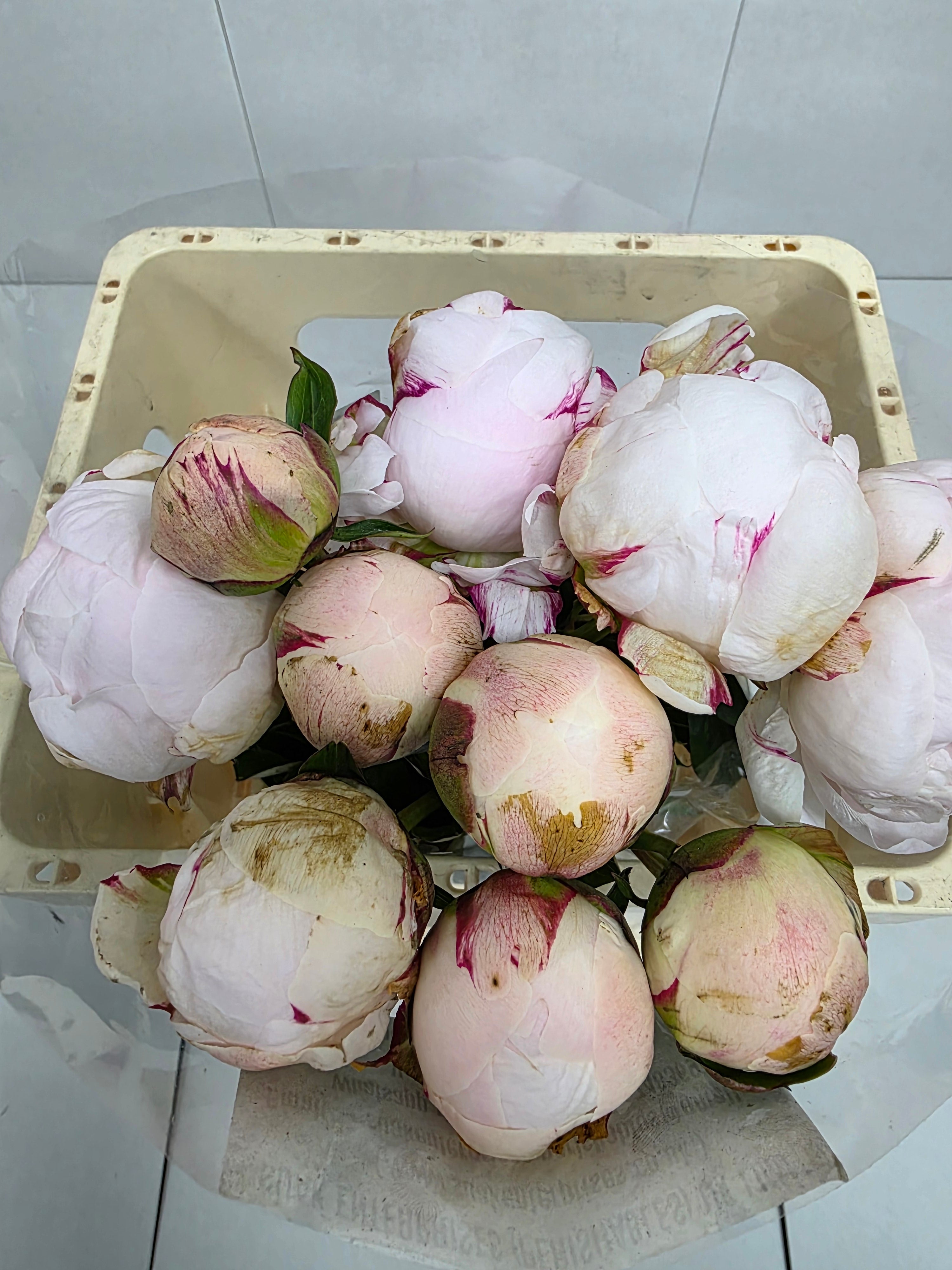 Farm Fresh Paeonia Odile(Bunch of 10stems, Length 55cm)
