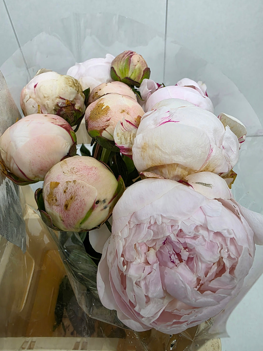 Farm Fresh Paeonia Odile(Bunch of 10stems, Length 55cm)