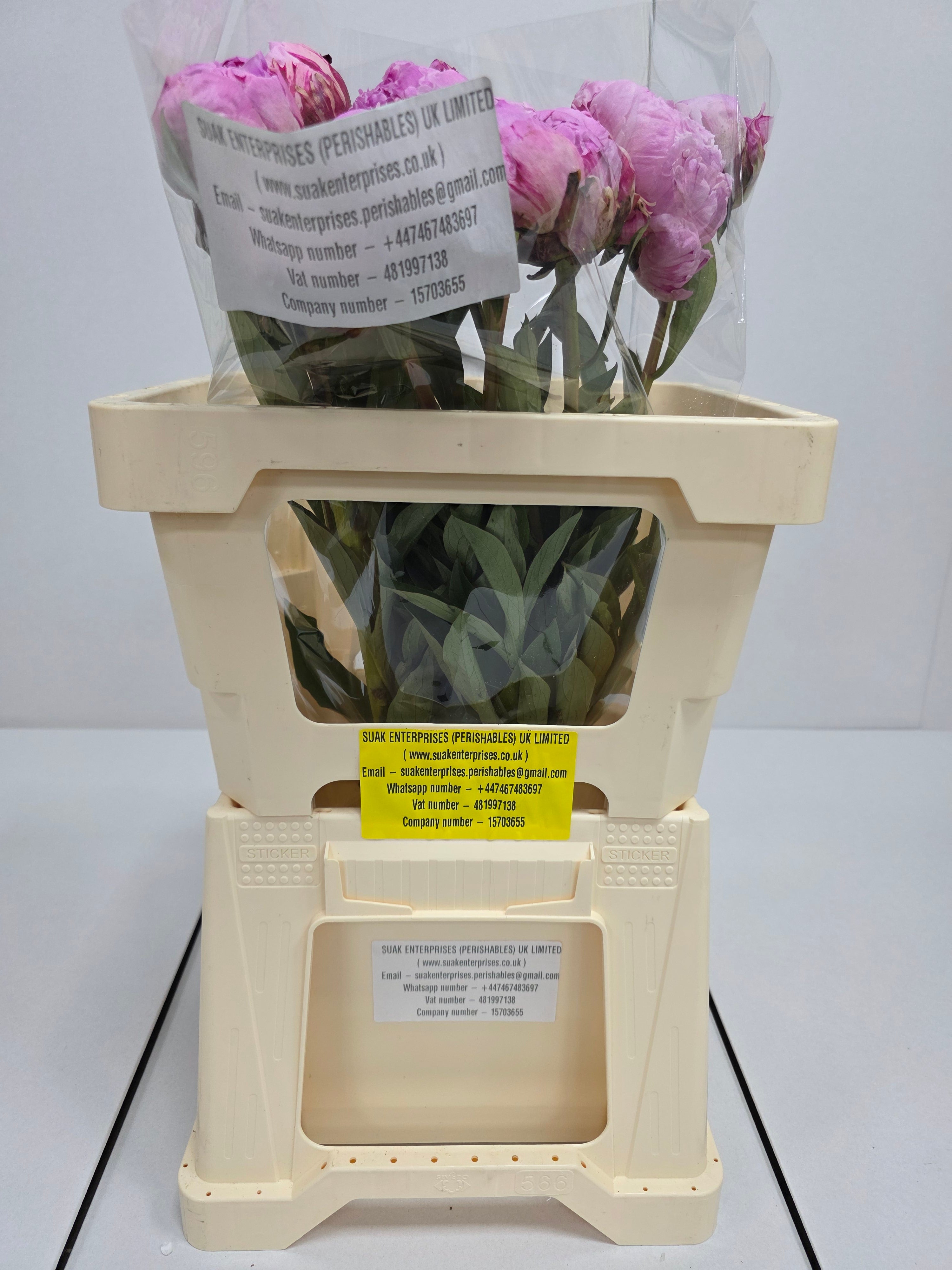 Farm Fresh Paeonia Sarah Bernhardt(Bunch of 10stems, Length 55cm)