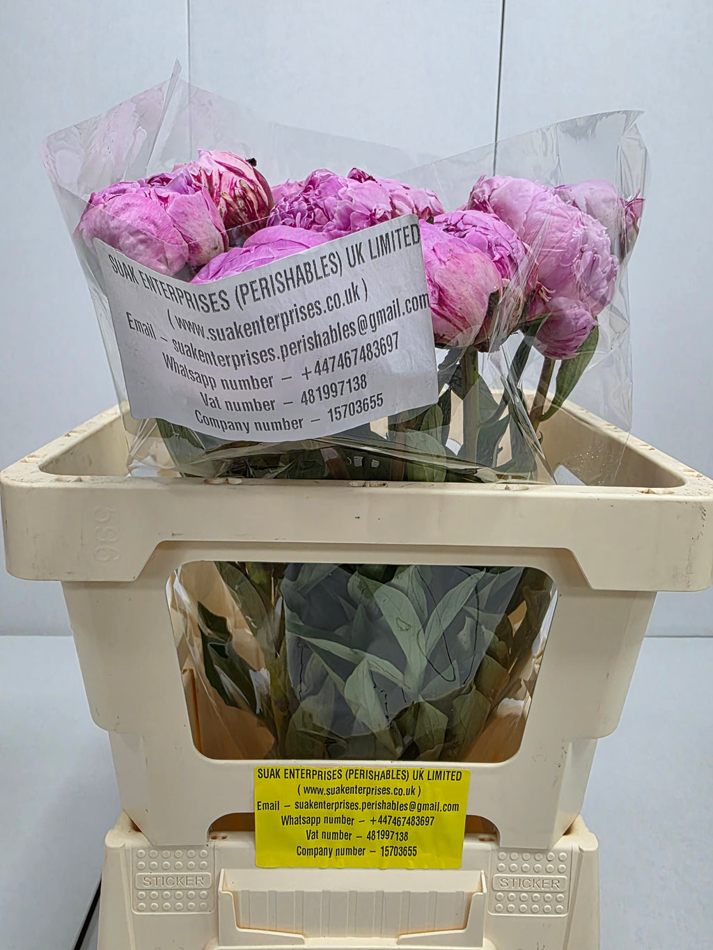 Farm Fresh Paeonia Sarah Bernhardt(Bunch of 10stems, Length 55cm)