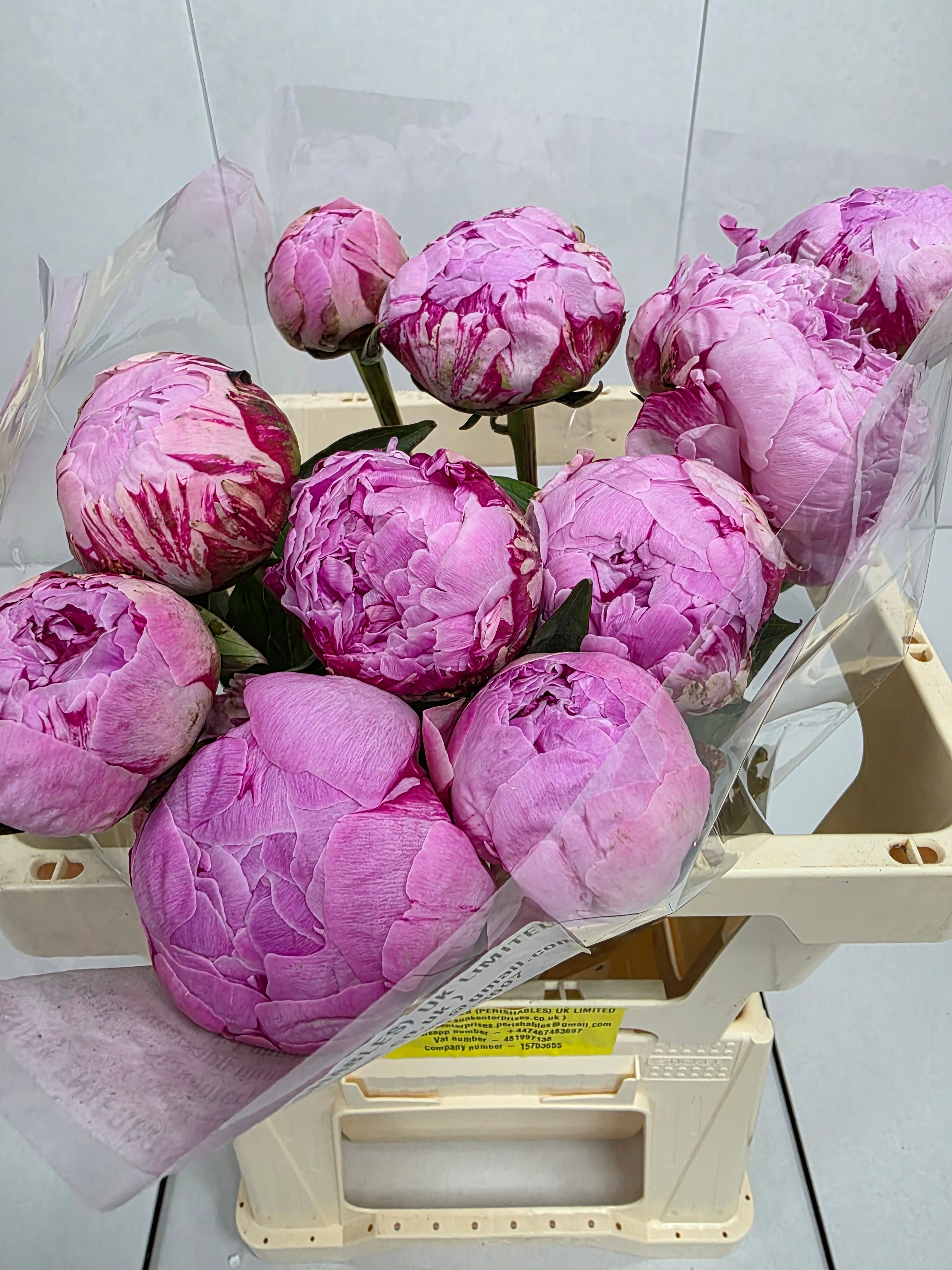 Farm Fresh Paeonia Sarah Bernhardt(Bunch of 10stems, Length 55cm)