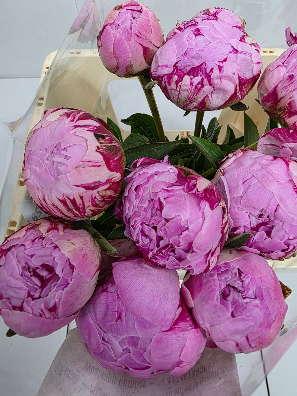 Farm Fresh Paeonia Sarah Bernhardt(Bunch of 10stems, Length 55cm)