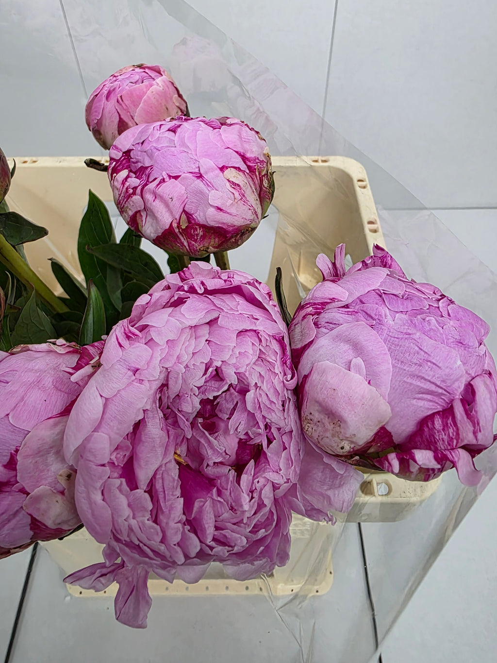 Farm Fresh Paeonia Sarah Bernhardt(Bunch of 10stems, Length 55cm)