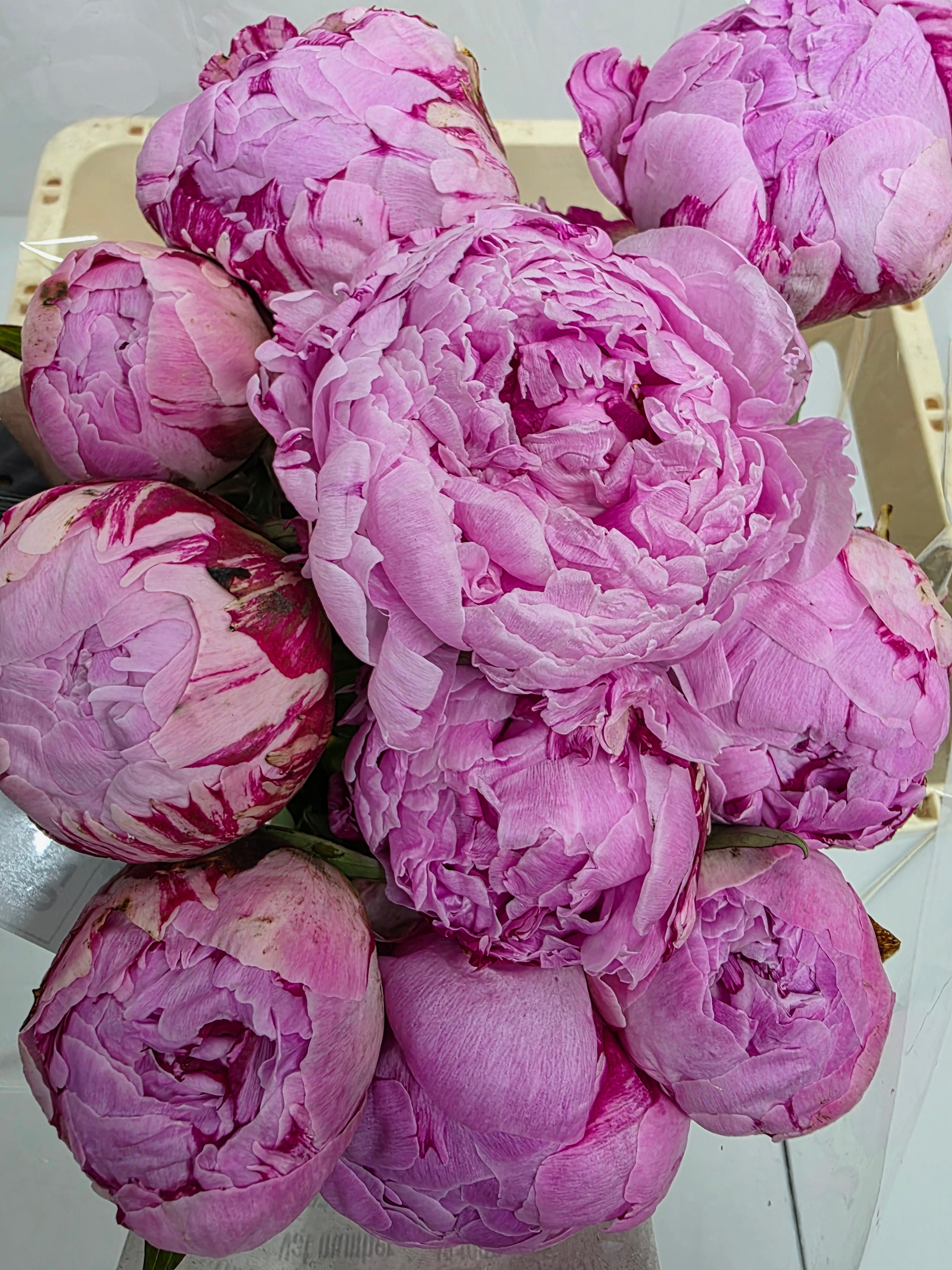 Farm Fresh Paeonia Sarah Bernhardt(Bunch of 10stems, Length 55cm)