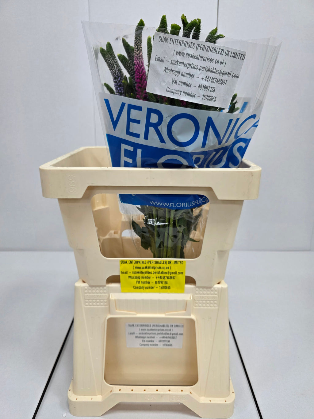 Farm Fresh Veronica Colour Mix(Bunch of 25 stems, Length 60cm)
