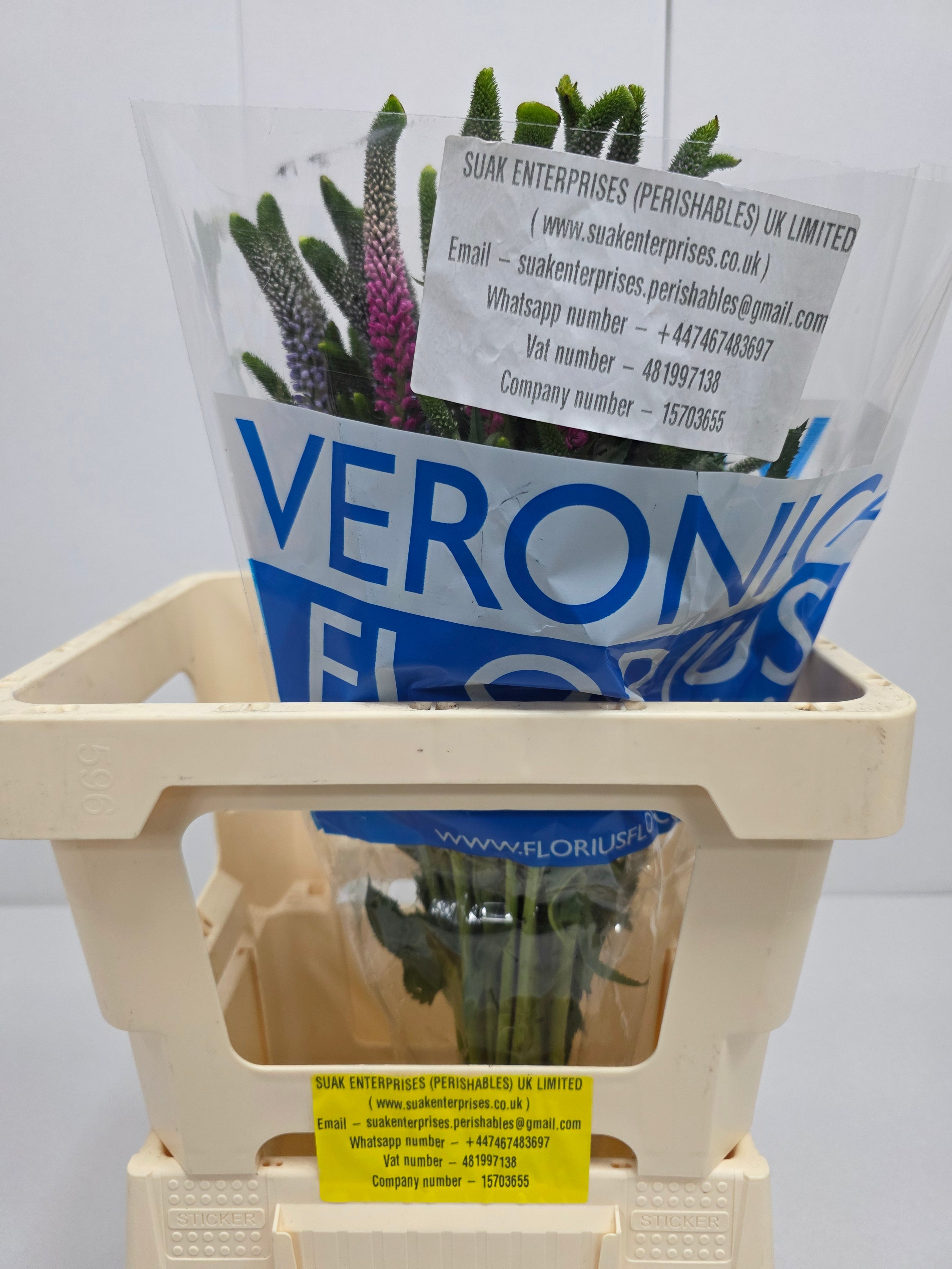 Farm Fresh Veronica Colour Mix(Bunch of 25 stems, Length 60cm)