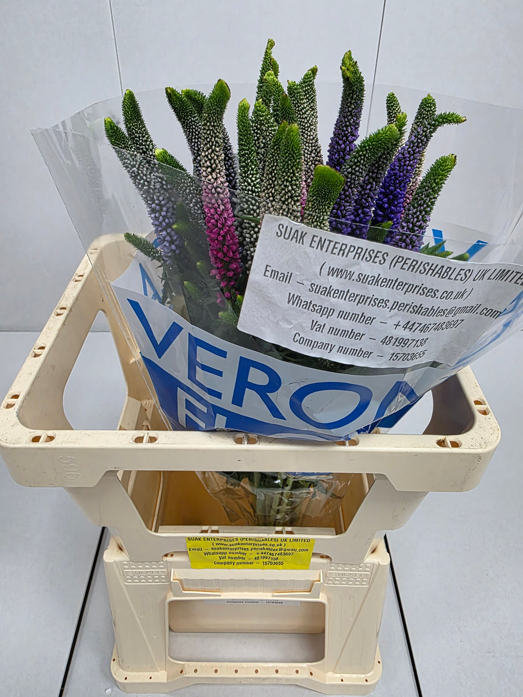 Farm Fresh Veronica Colour Mix(Bunch of 25 stems, Length 60cm)