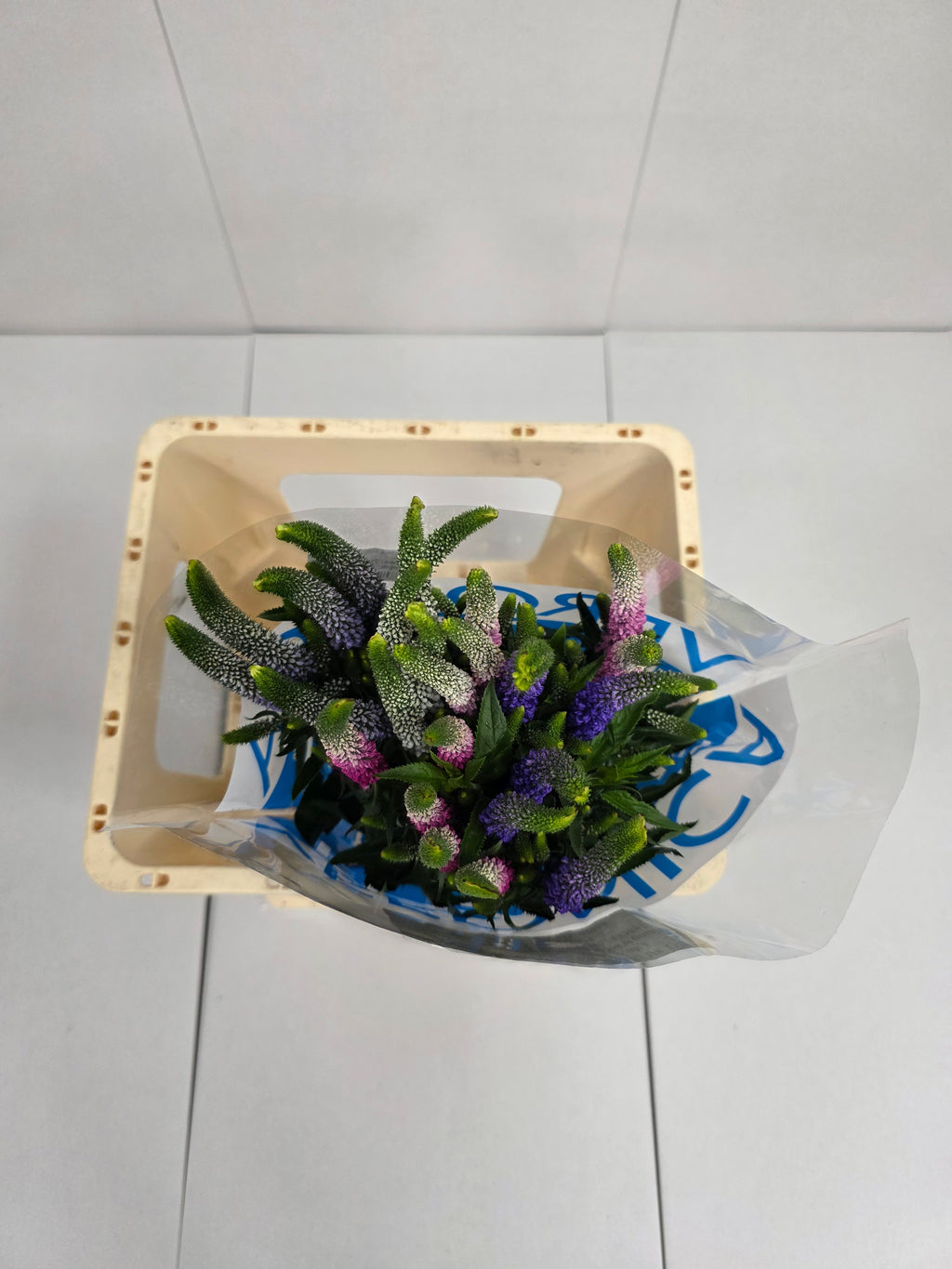 Farm Fresh Veronica Colour Mix(Bunch of 25 stems, Length 60cm)