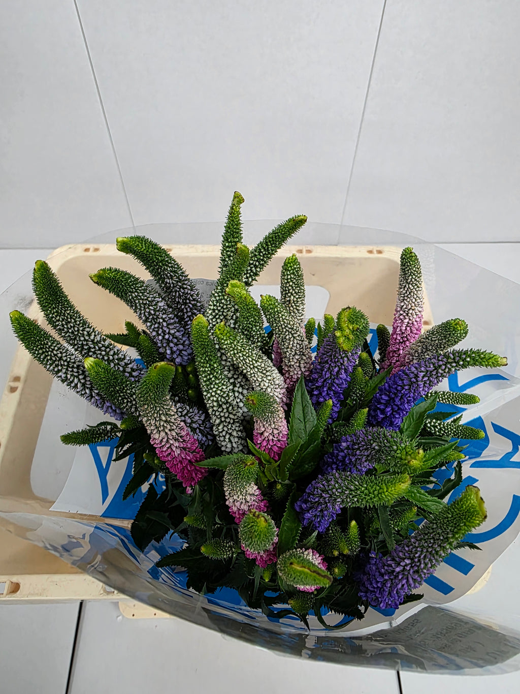 Farm Fresh Veronica Colour Mix(Bunch of 25 stems, Length 60cm)
