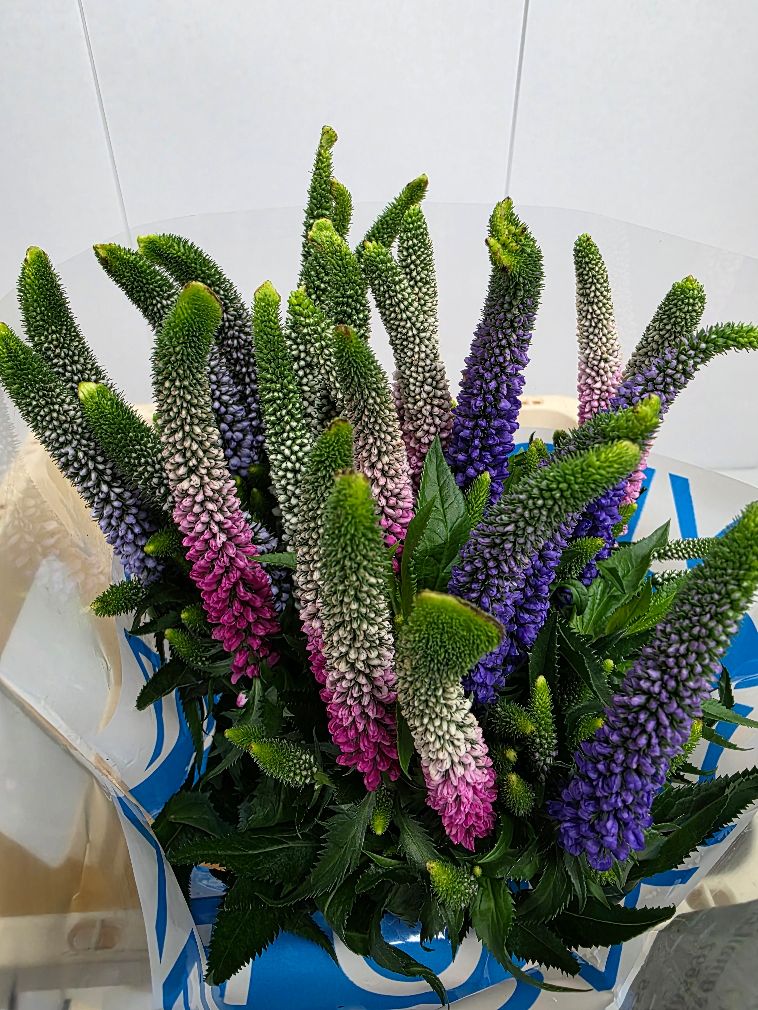 Farm Fresh Veronica Colour Mix(Bunch of 25 stems, Length 60cm)