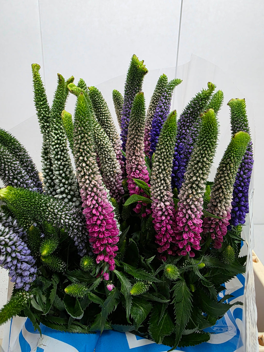 Farm Fresh Veronica Colour Mix(Bunch of 25 stems, Length 60cm)