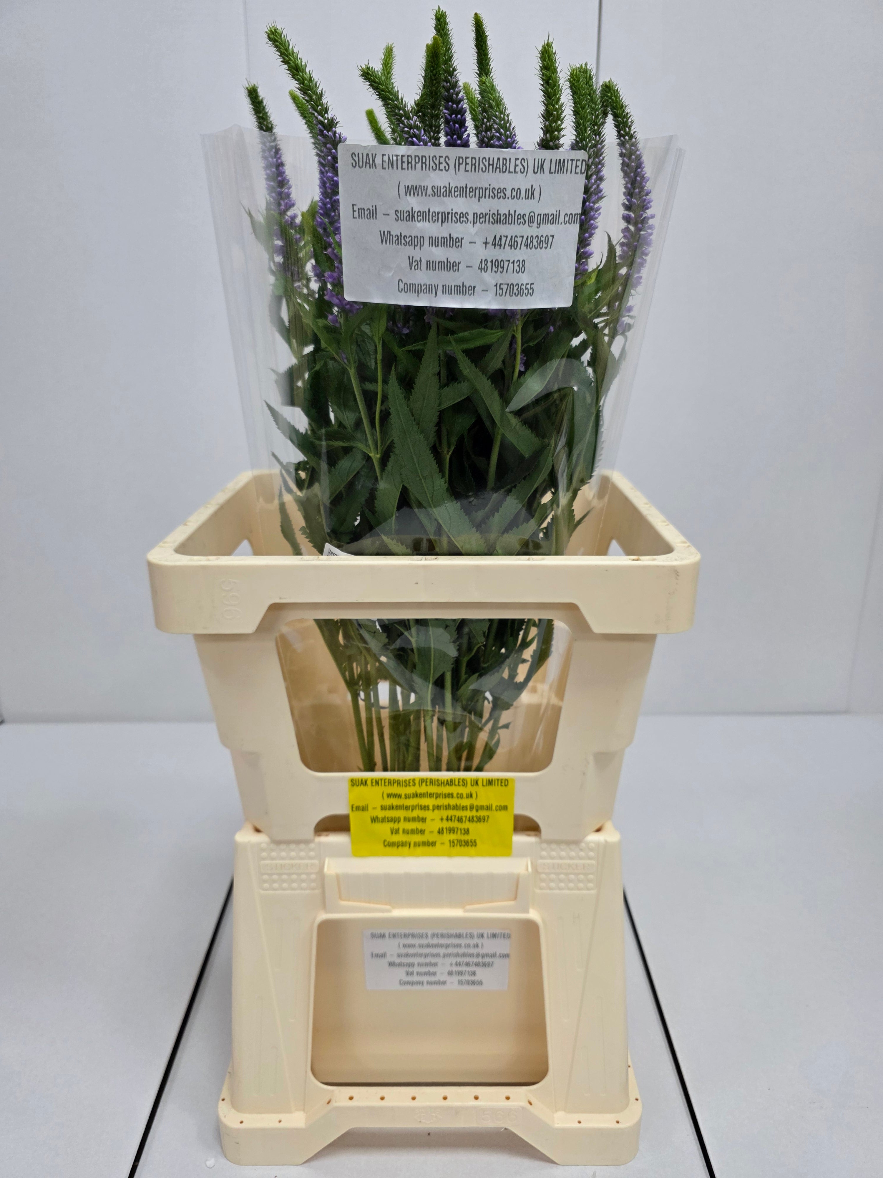 Farm Fresh Veronica Skyler Lilac (Bunch of 20stems, Length 65cm)