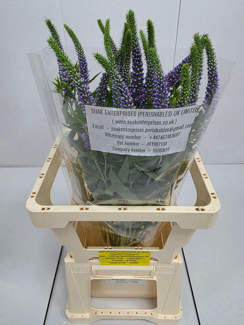 Farm Fresh Veronica Skyler Lilac (Bunch of 20stems, Length 65cm)