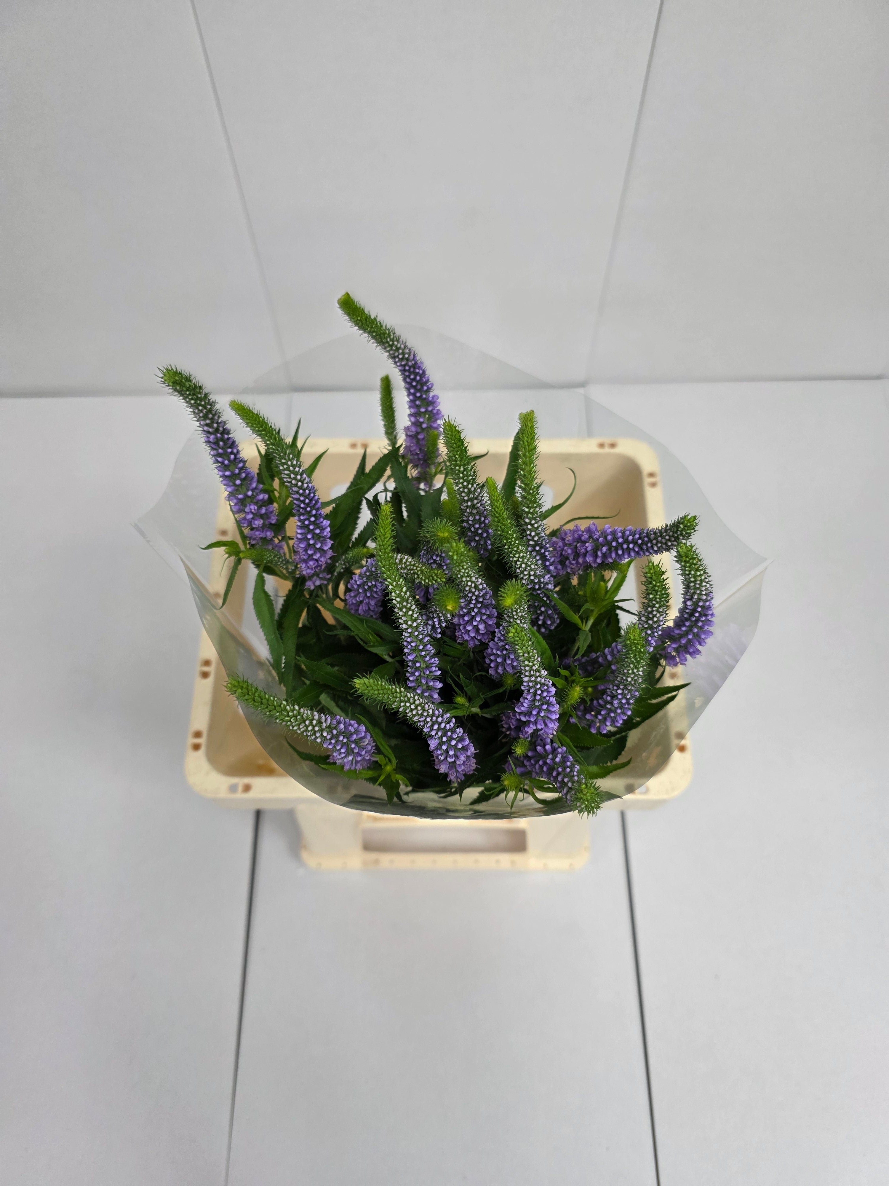 Farm Fresh Veronica Skyler Lilac (Bunch of 20stems, Length 65cm)