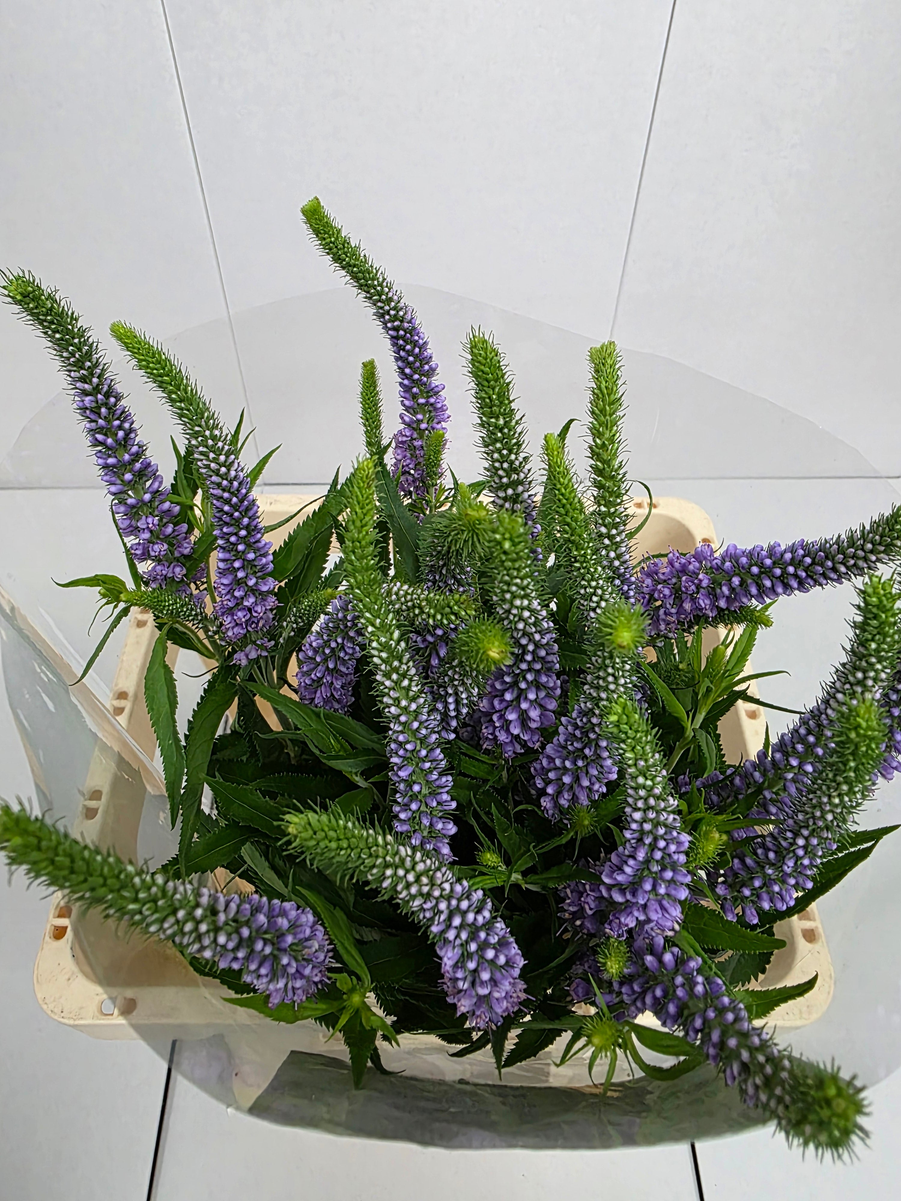 Farm Fresh Veronica Skyler Lilac (Bunch of 20stems, Length 65cm)