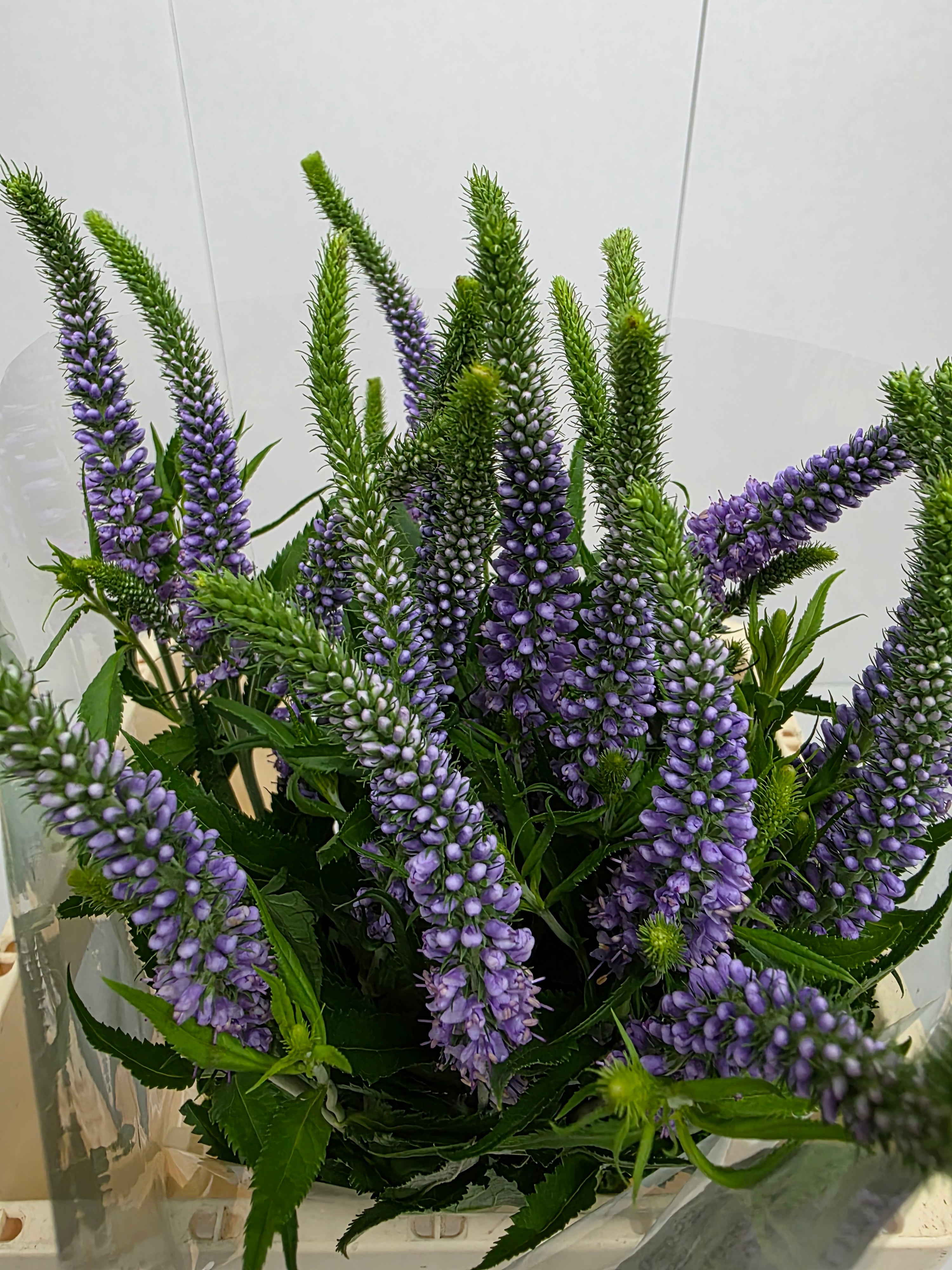 Farm Fresh Veronica Skyler Lilac (Bunch of 20stems, Length 65cm)