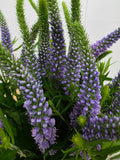 Farm Fresh Veronica Skyler Lilac (Bunch of 20stems, Length 65cm)