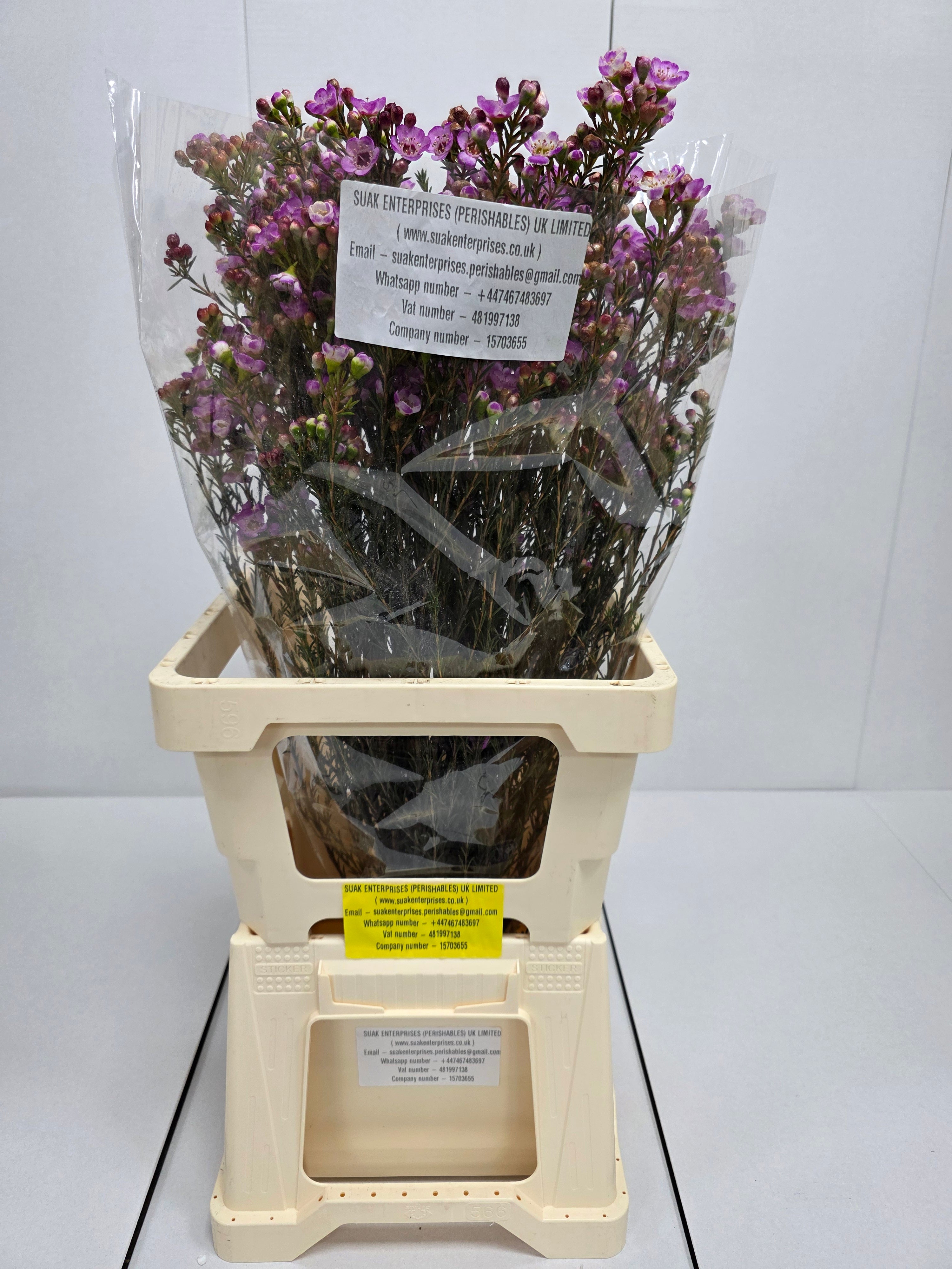 Farm Fresh Chame Wax Grand Adi(Bunch of 25 stems, Length 60cm)