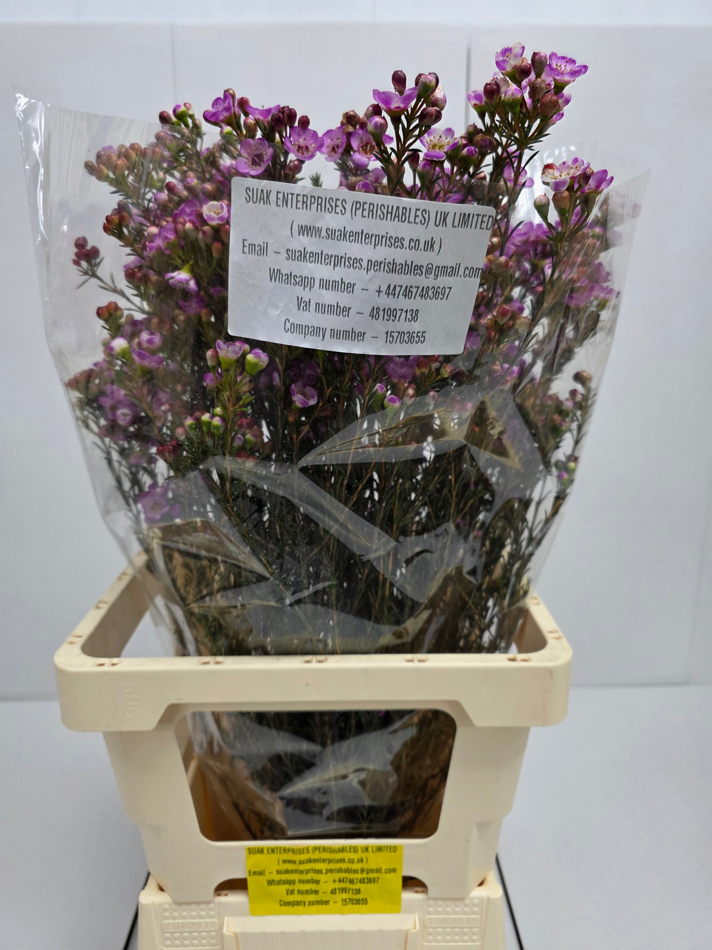 Farm Fresh Chame Wax Grand Adi(Bunch of 25 stems, Length 60cm)
