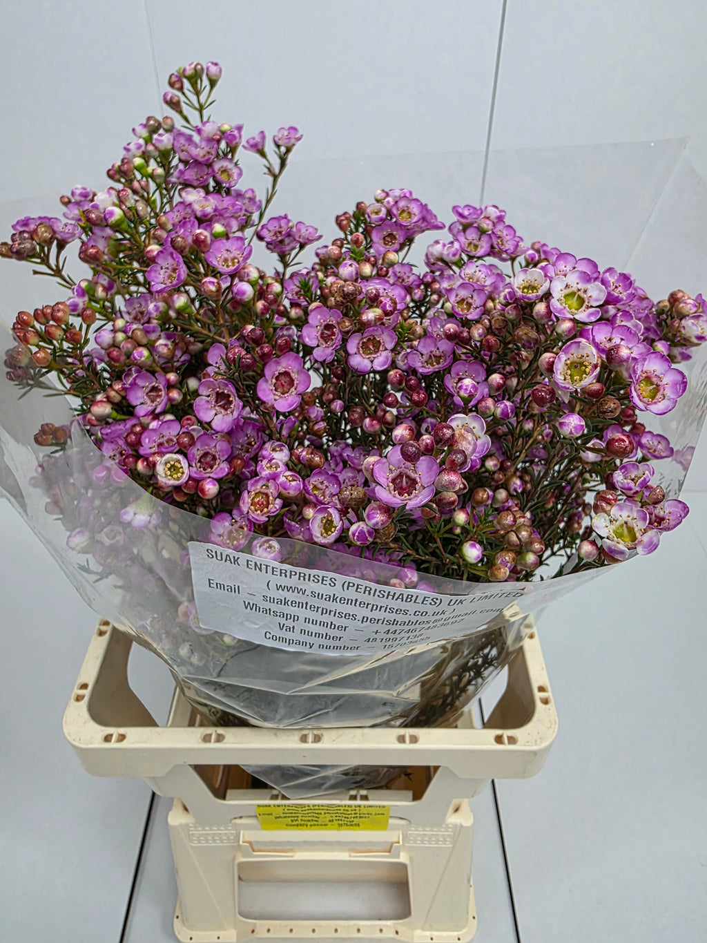 Farm Fresh Chame Wax Grand Adi(Bunch of 25 stems, Length 60cm)