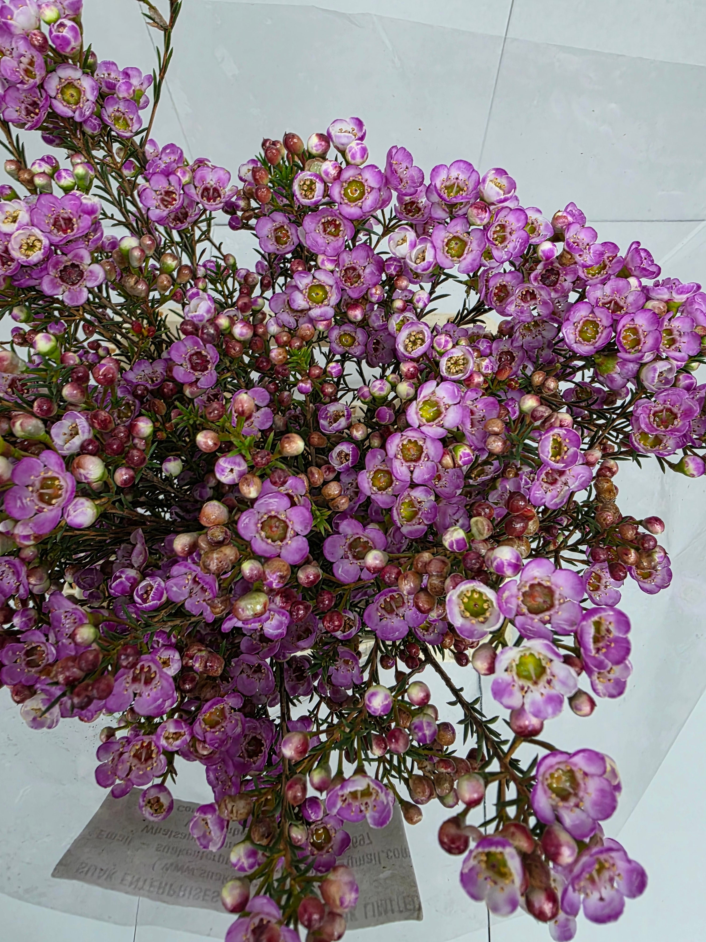 Farm Fresh Chame Wax Grand Adi(Bunch of 25 stems, Length 60cm)
