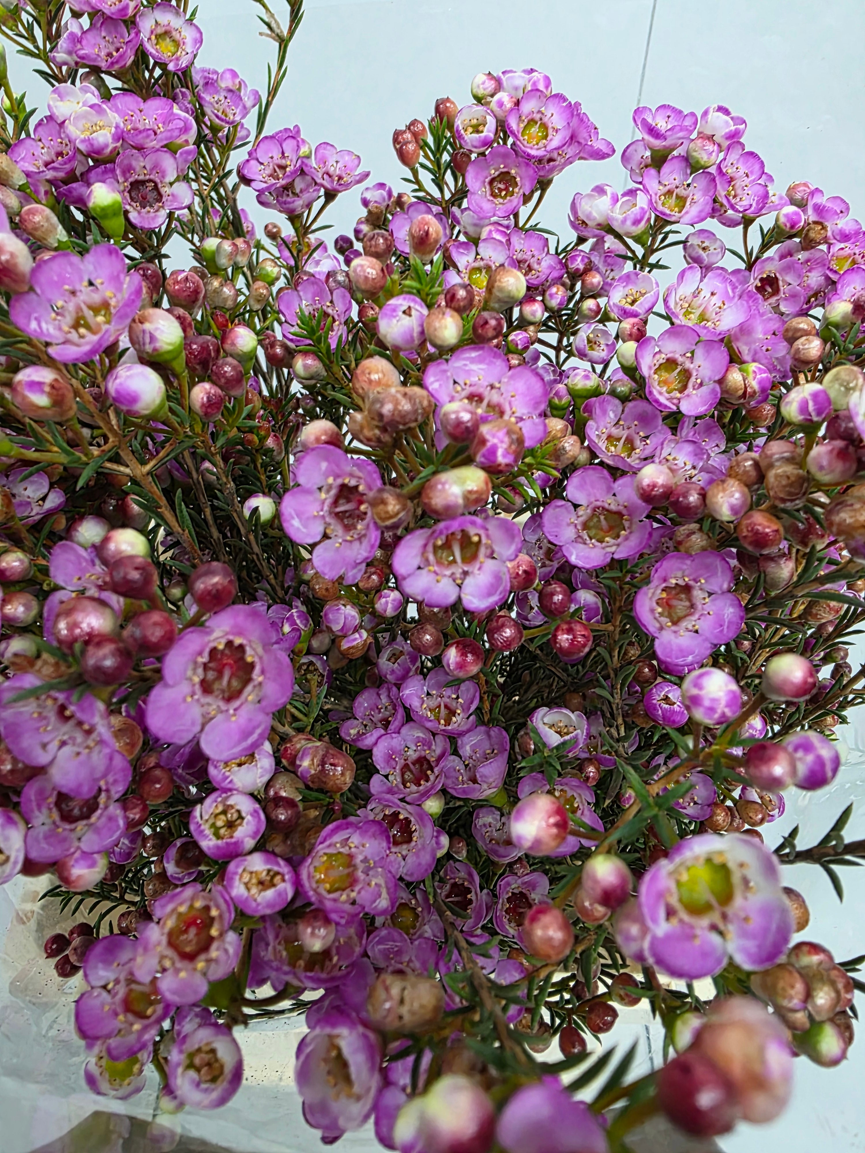 Farm Fresh Chame Wax Grand Adi(Bunch of 25 stems, Length 60cm)