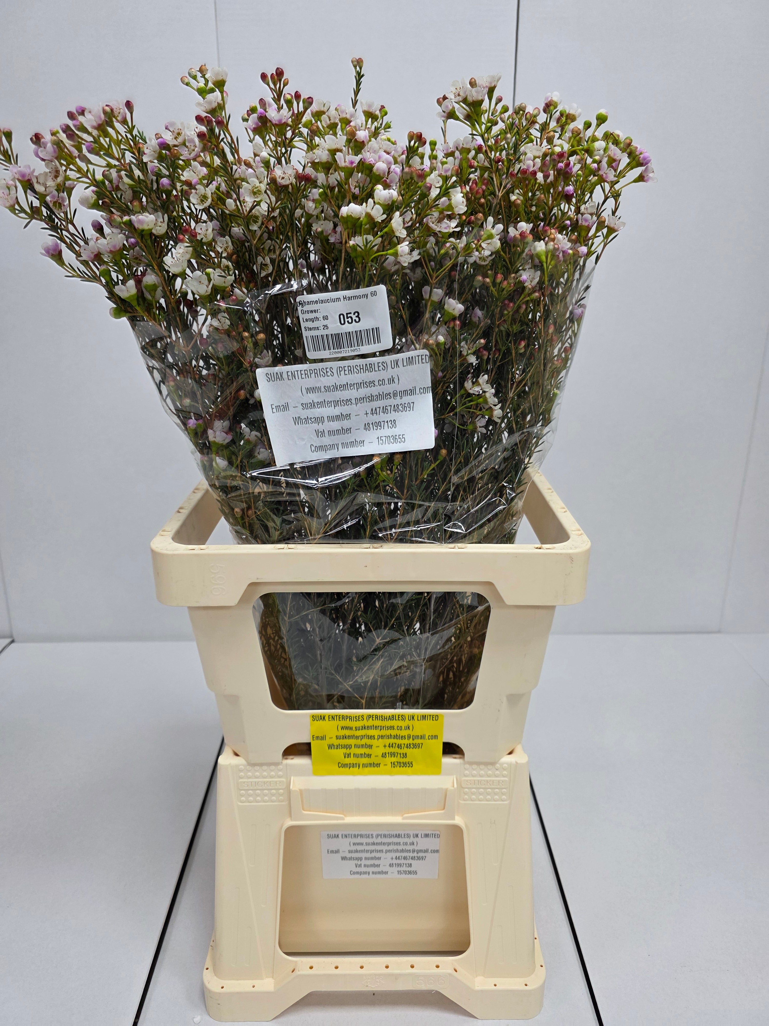Farm Fresh Chame Wax Harmony(Bunch of 25 stems, Length 60cm)
