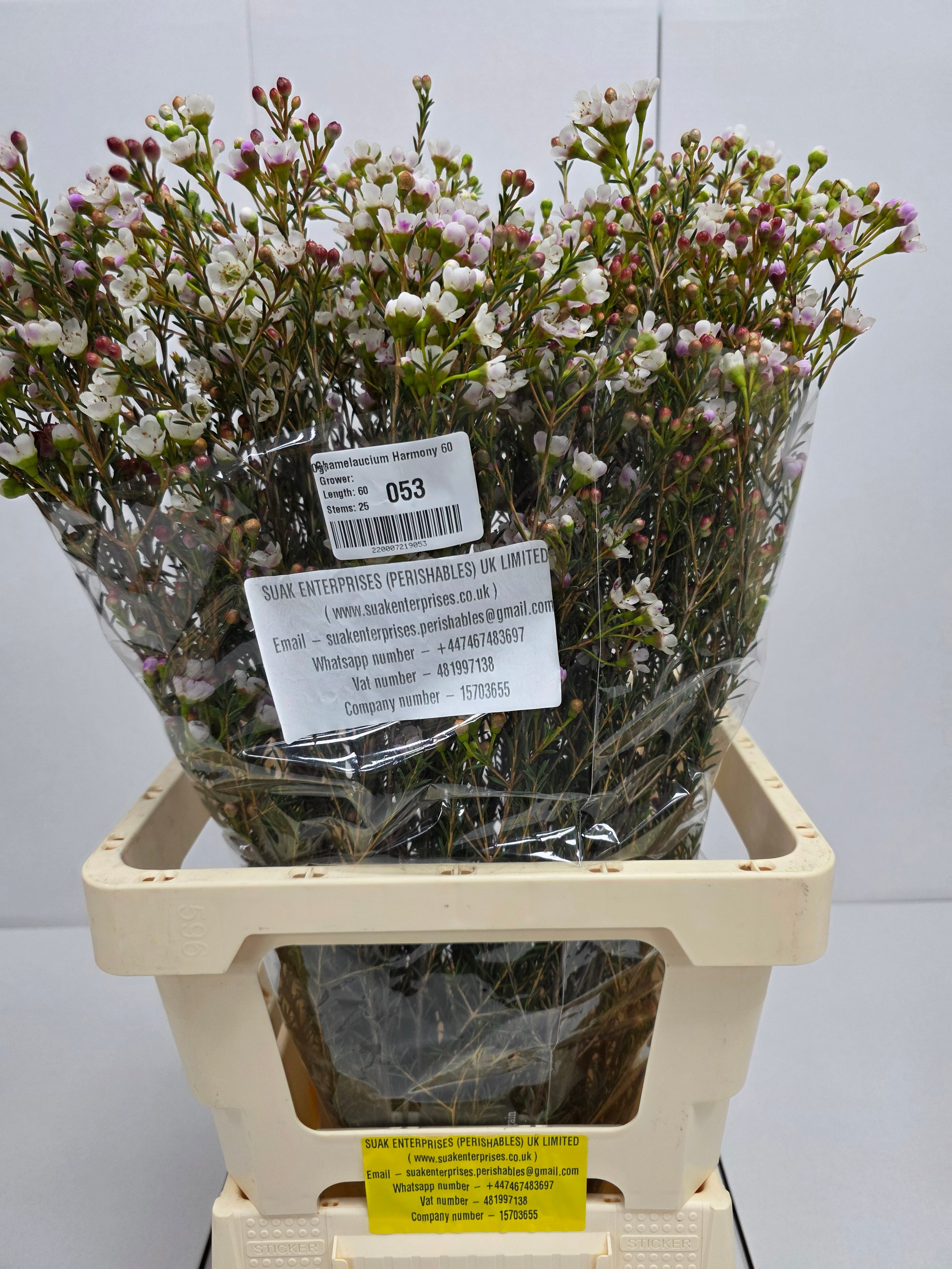 Farm Fresh Chame Wax Harmony(Bunch of 25 stems, Length 60cm)