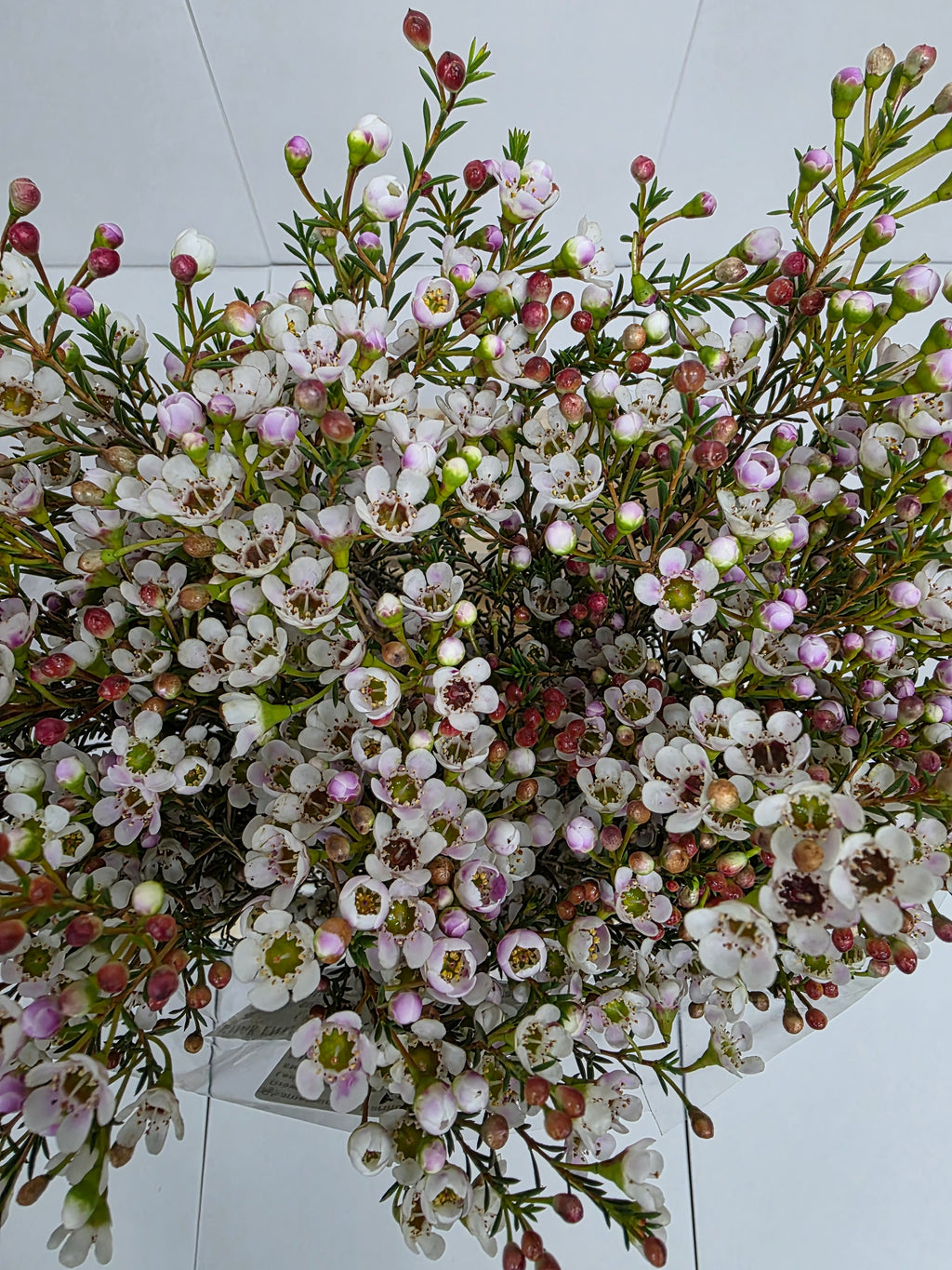 Farm Fresh Chame Wax Harmony(Bunch of 25 stems, Length 60cm)