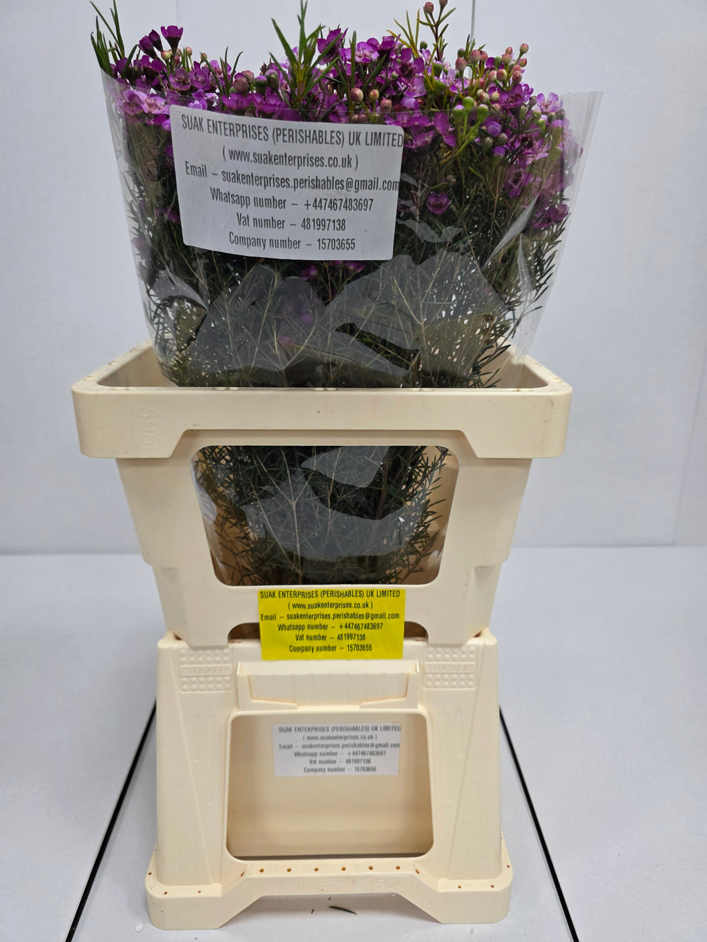 Farm Fresh Chame Wax Jupiter(Bunch of 25 stems, Length 60cm)