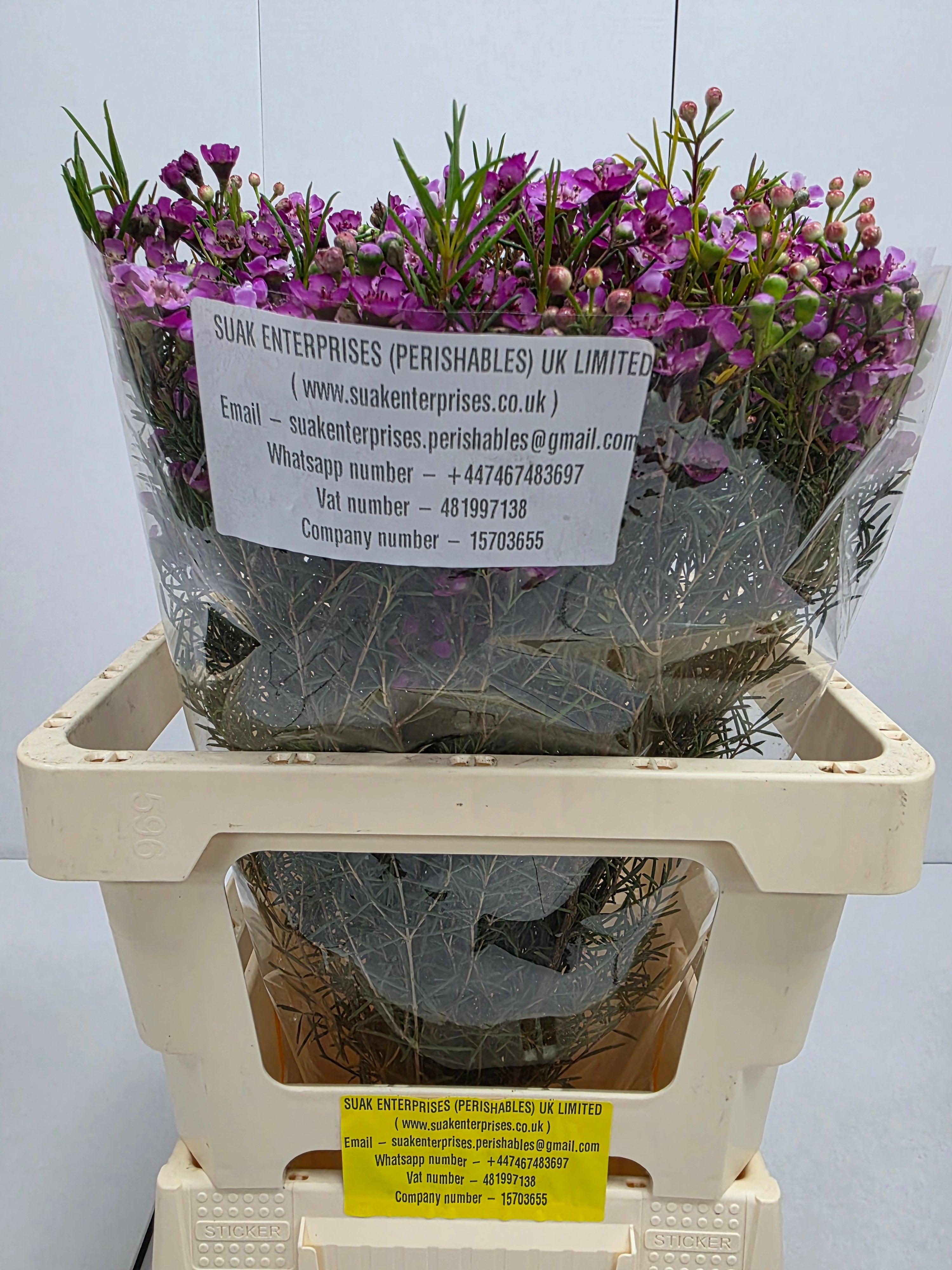 Farm Fresh Chame Wax Jupiter(Bunch of 25 stems, Length 60cm)