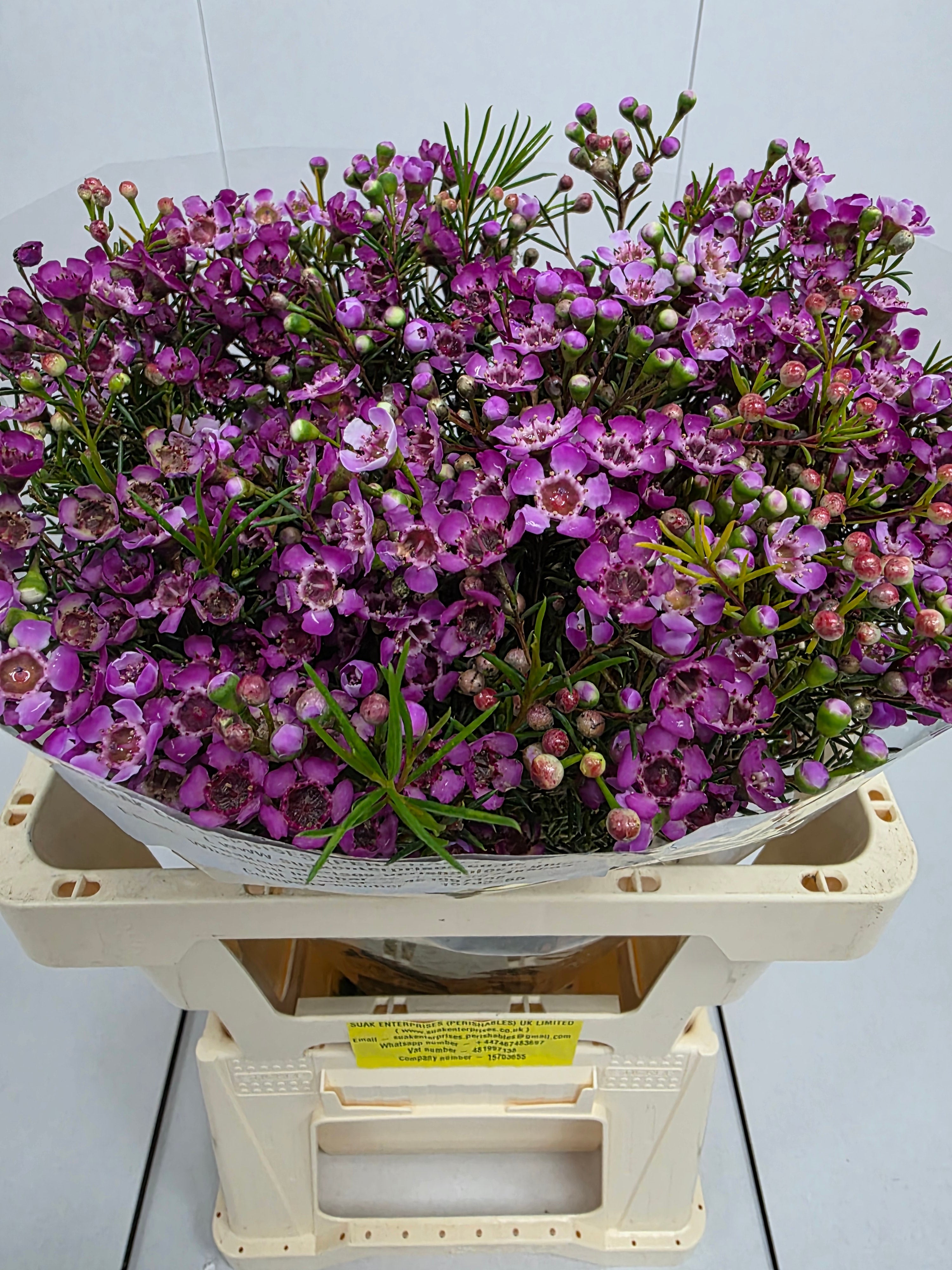 Farm Fresh Chame Wax Jupiter(Bunch of 25 stems, Length 60cm)