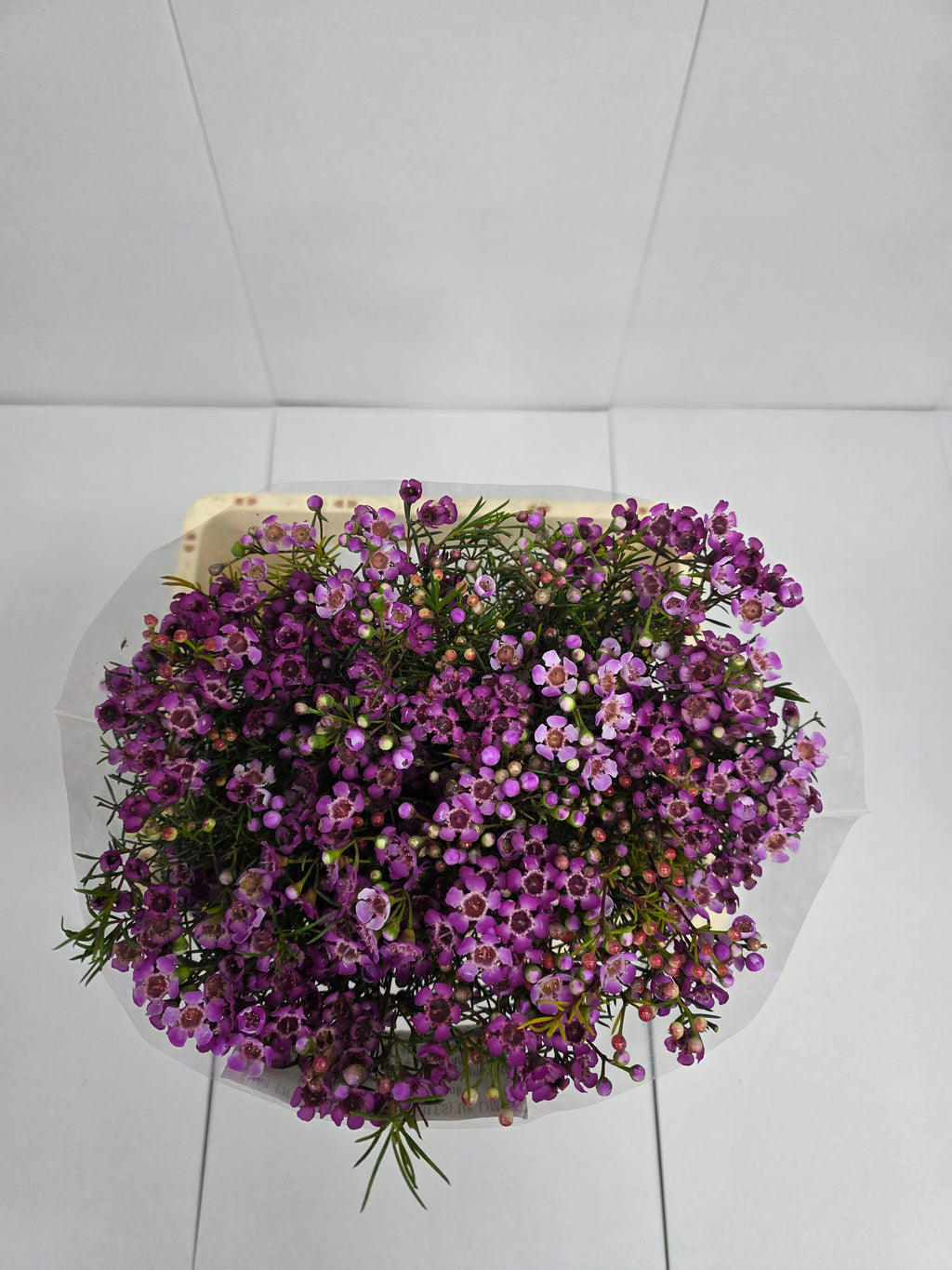 Farm Fresh Chame Wax Jupiter(Bunch of 25 stems, Length 60cm)