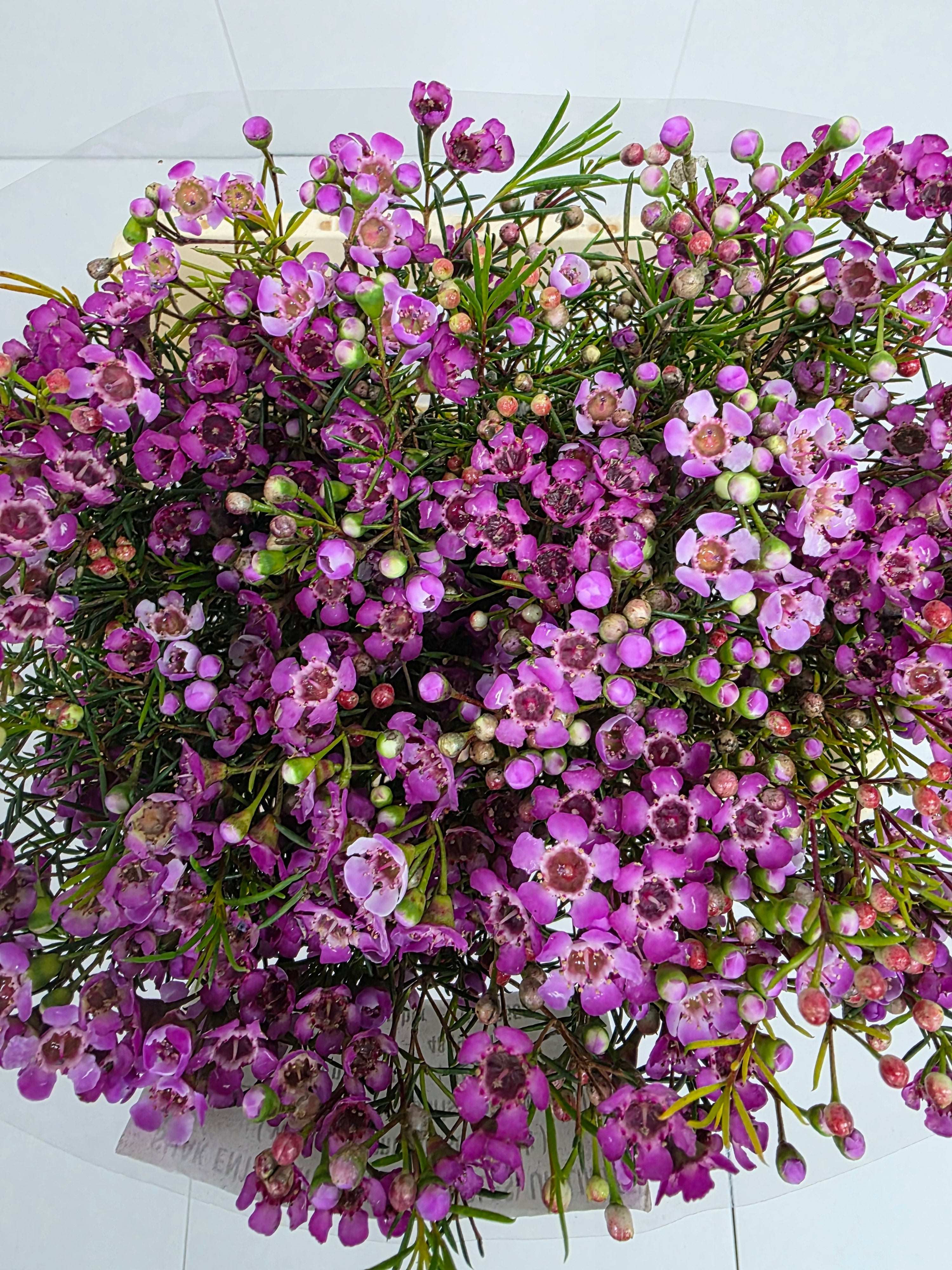 Farm Fresh Chame Wax Jupiter(Bunch of 25 stems, Length 60cm)
