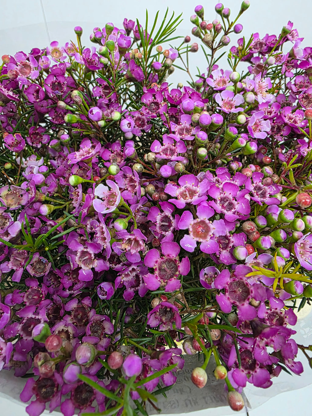 Farm Fresh Chame Wax Jupiter(Bunch of 25 stems, Length 60cm)