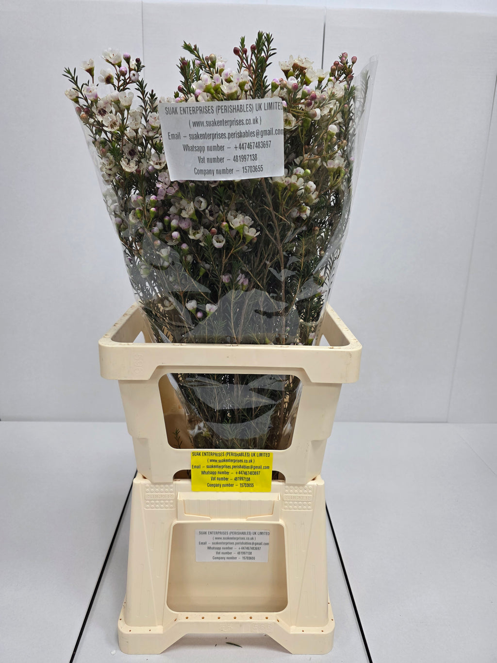 Farm Fresh Chame Wax Mi Tal(Bunch of 25 stems, Length 70cm)