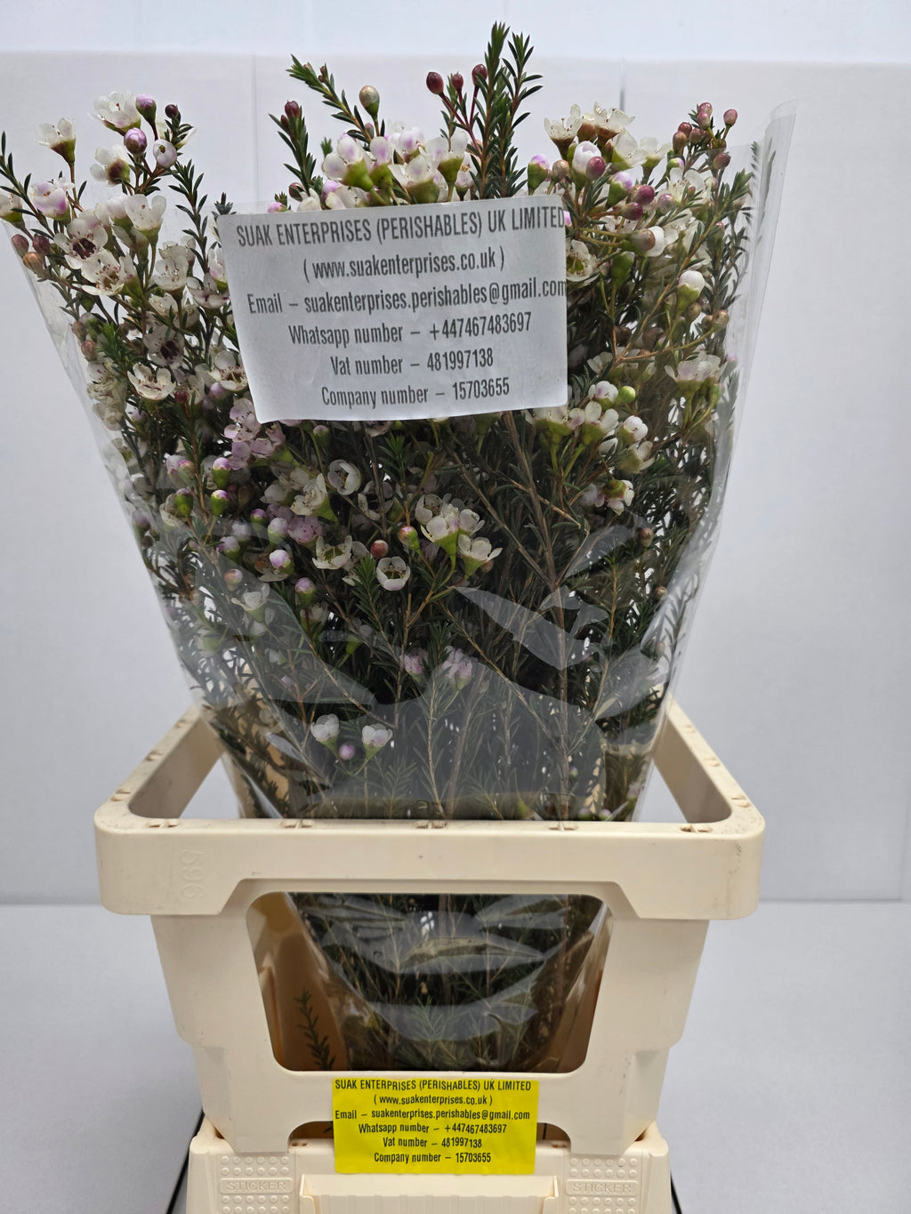 Farm Fresh Chame Wax Mi Tal(Bunch of 25 stems, Length 70cm)
