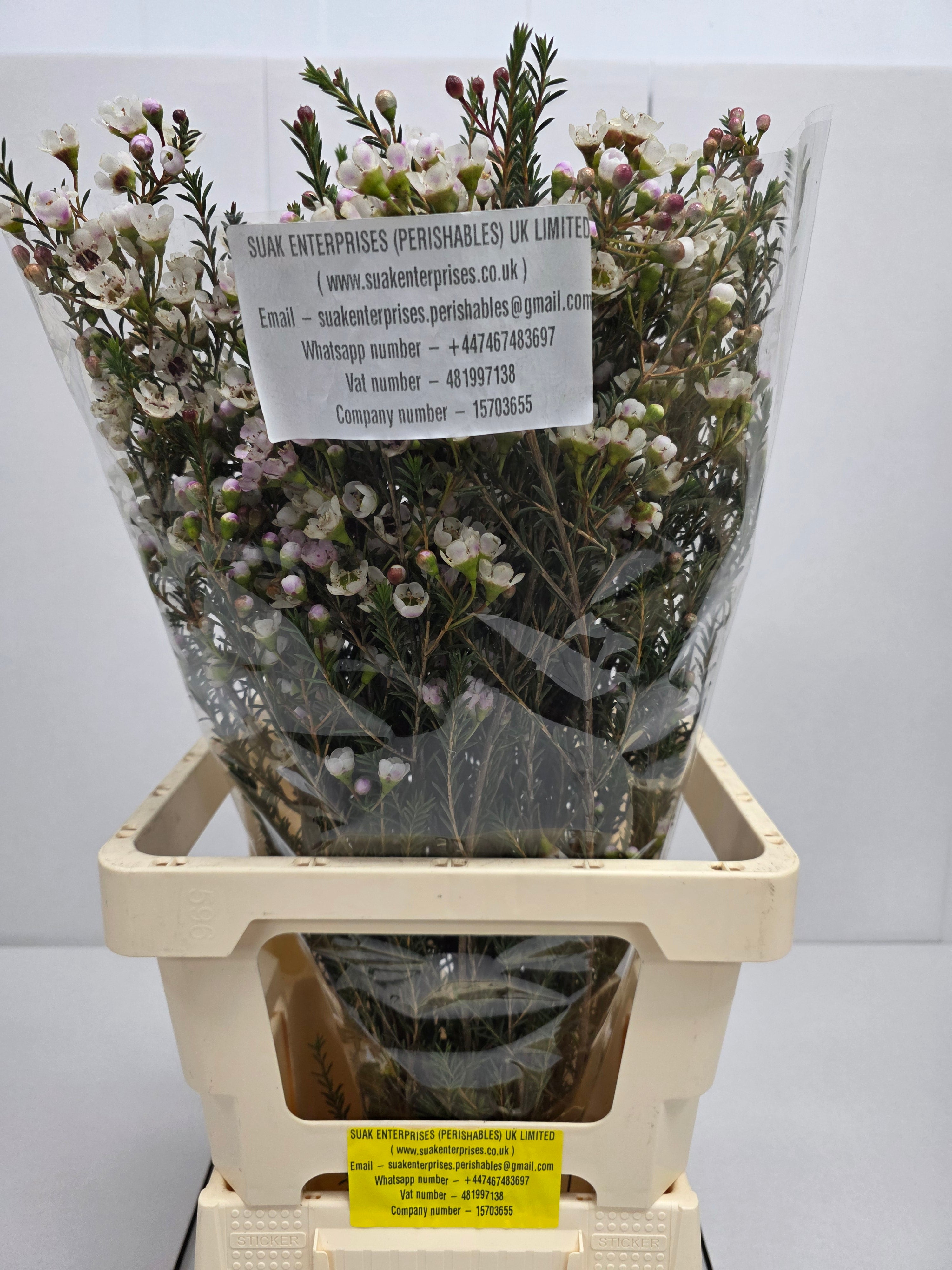 Farm Fresh Chame Wax Mi Tal(Bunch of 25 stems, Length 70cm)