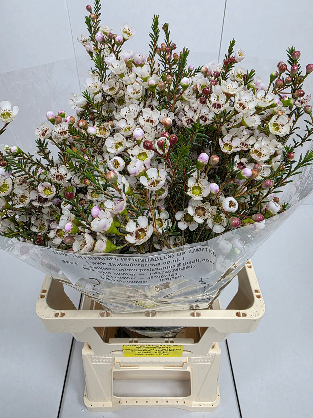 Farm Fresh Chame Wax Mi Tal(Bunch of 25 stems, Length 70cm)